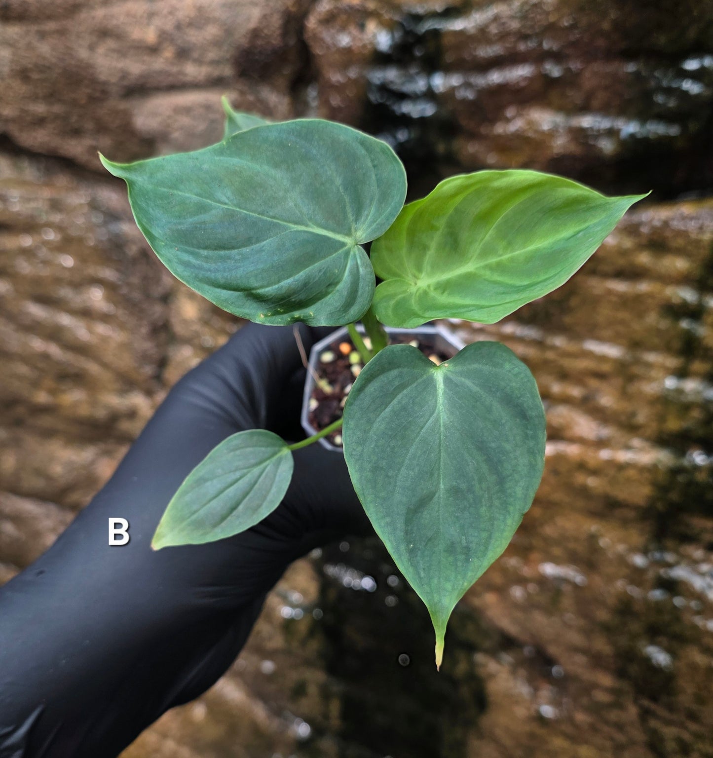 NEW RELEASE AS OF 16/06/25 Philodendron Verrucosum x Majestic