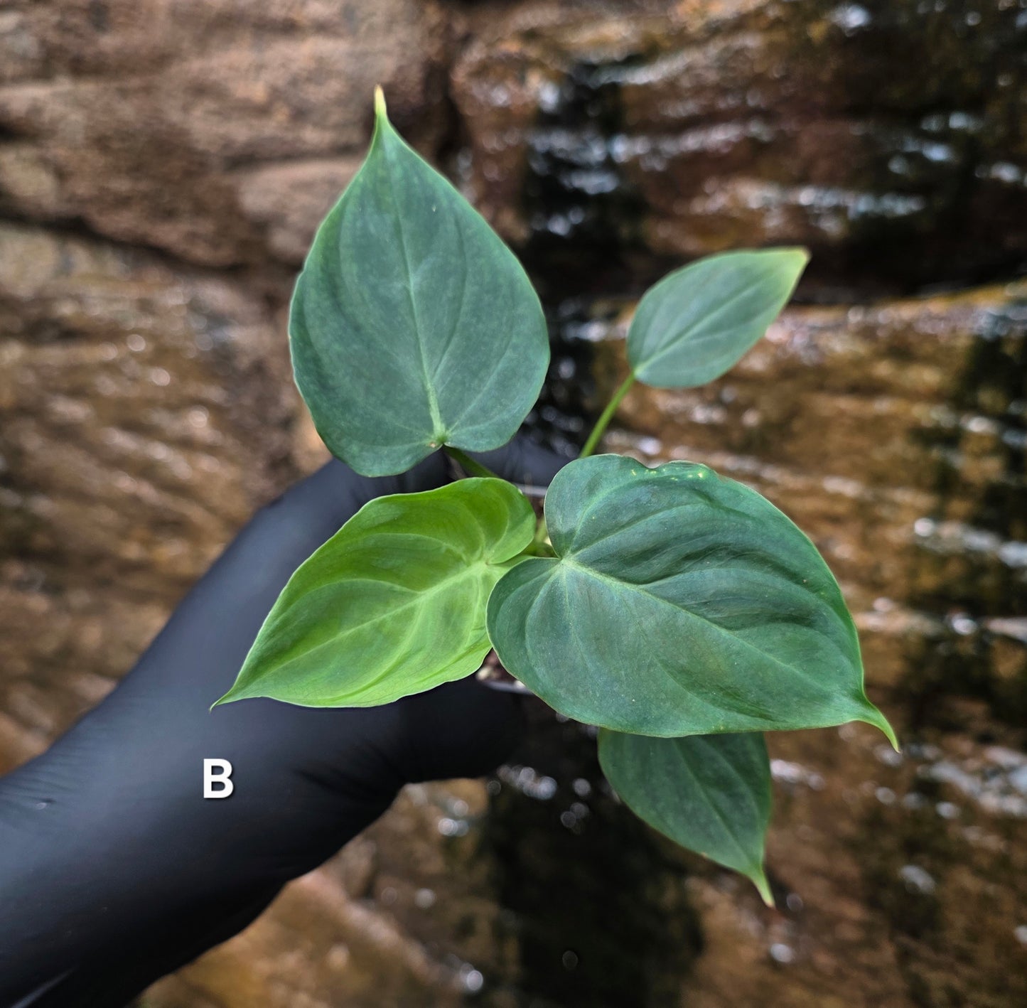 NEW RELEASE AS OF 16/06/25 Philodendron Verrucosum x Majestic