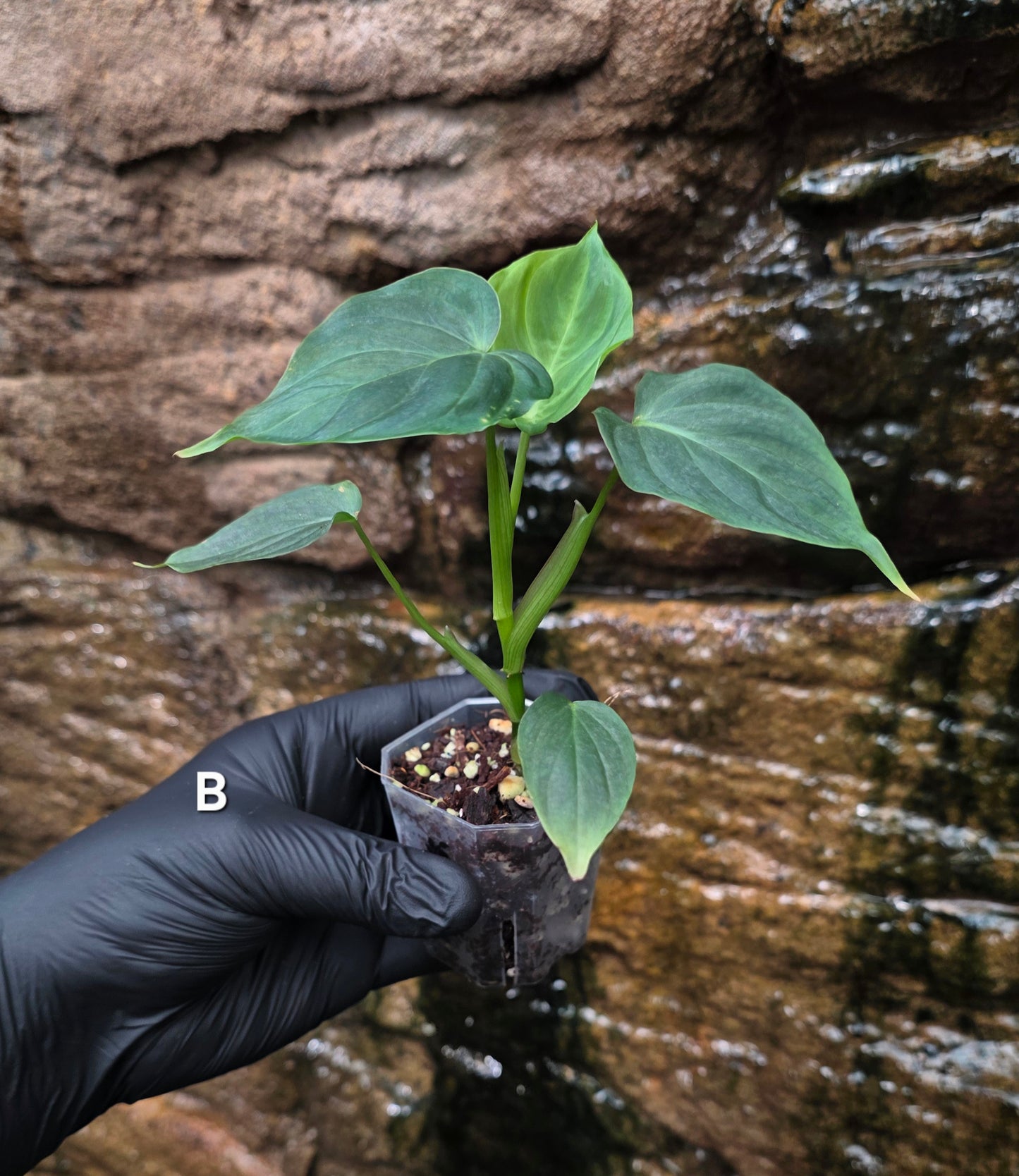 NEW RELEASE AS OF 16/06/25 Philodendron Verrucosum x Majestic