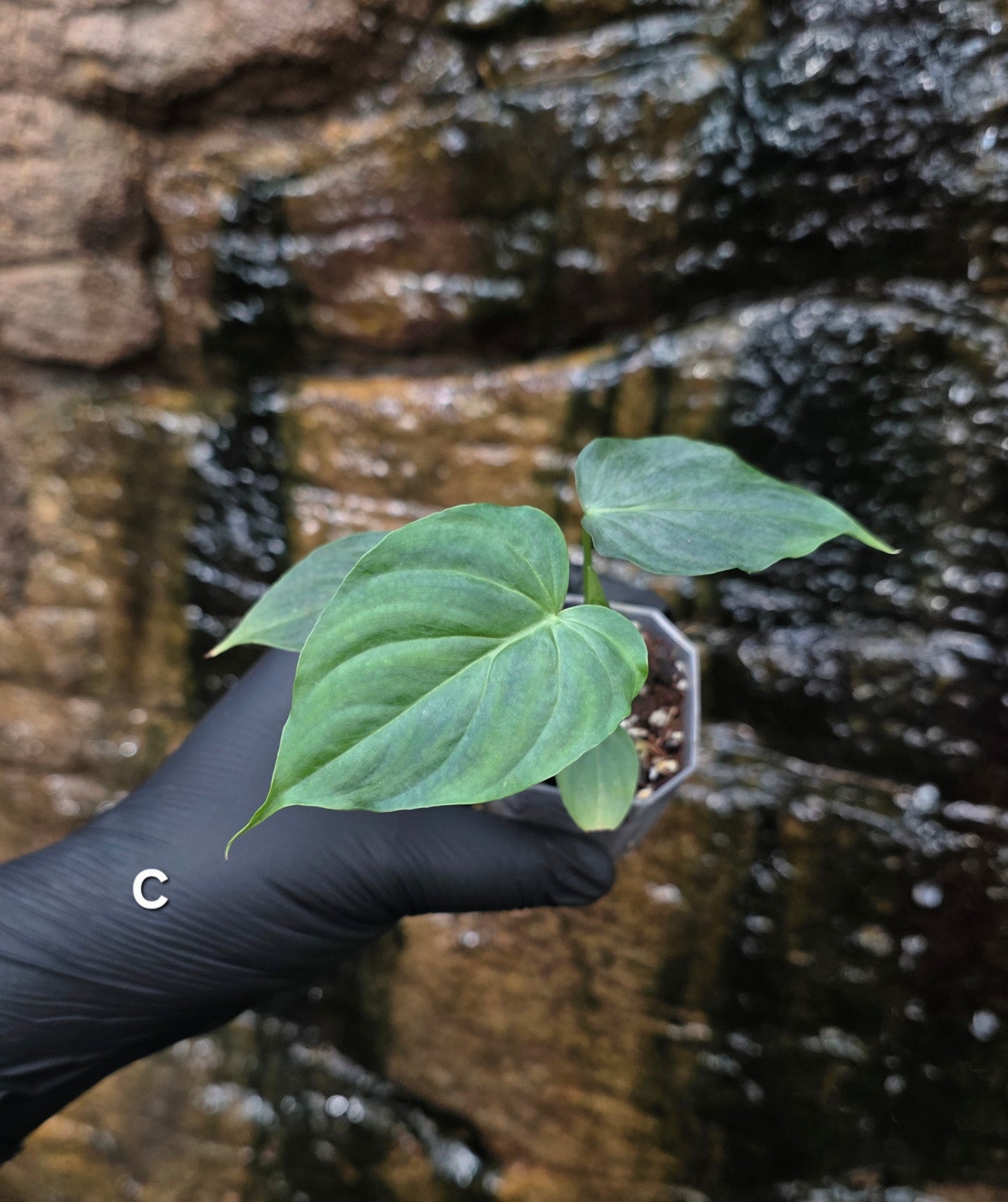 NEW RELEASE AS OF 16/06/25 Philodendron Verrucosum x Majestic