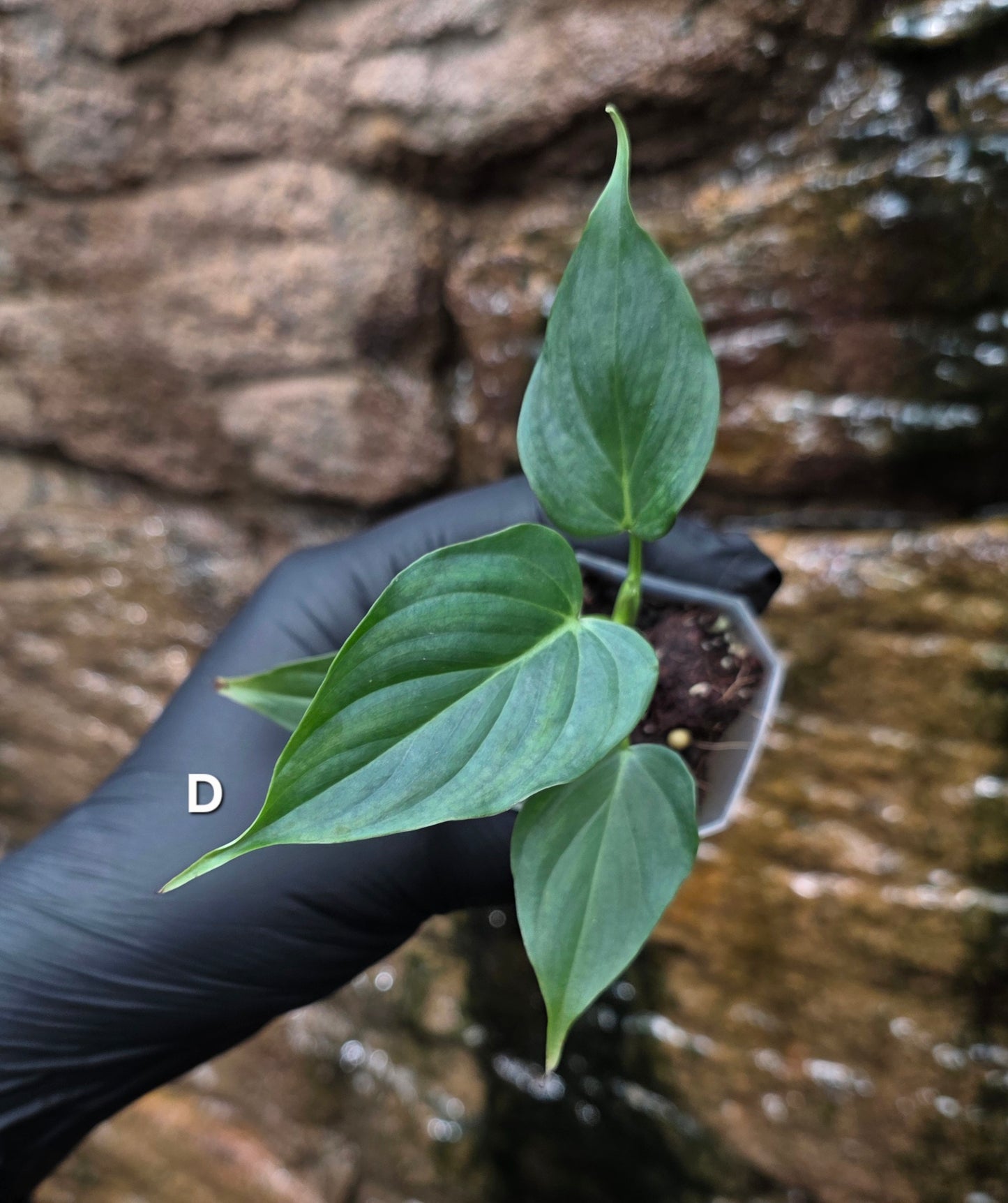 NEW RELEASE AS OF 16/06/25 Philodendron Verrucosum x Majestic