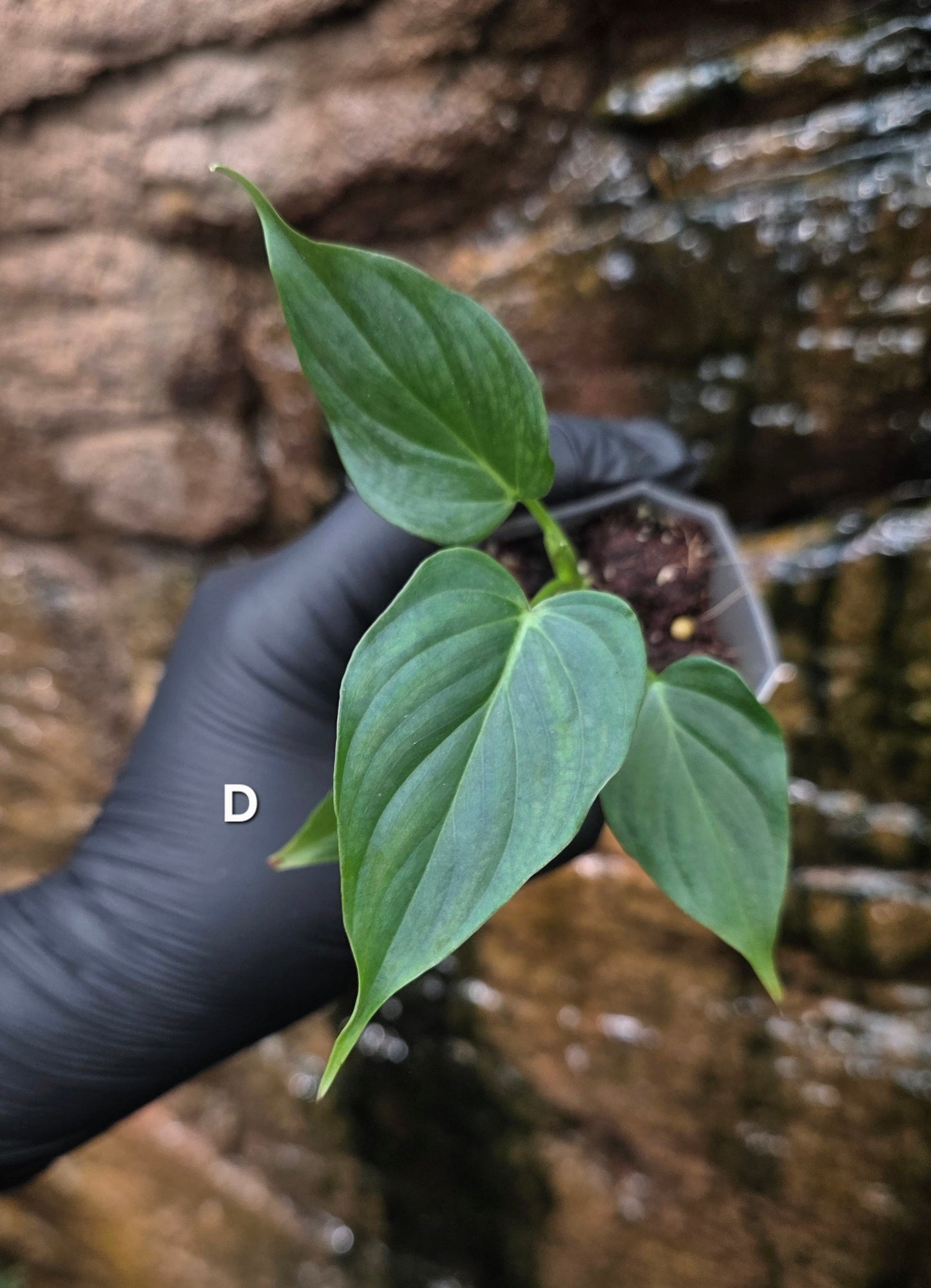 NEW RELEASE AS OF 16/06/25 Philodendron Verrucosum x Majestic