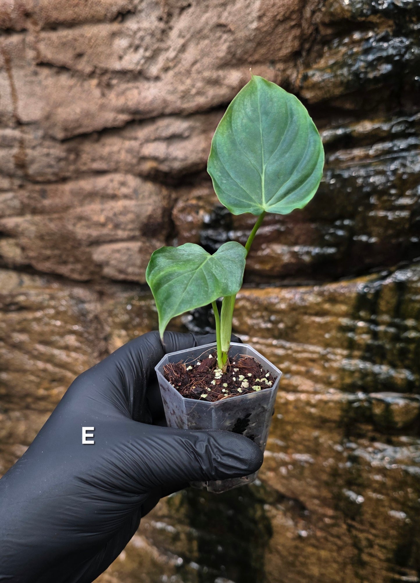 NEW RELEASE AS OF 16/06/25 Philodendron Verrucosum x Majestic