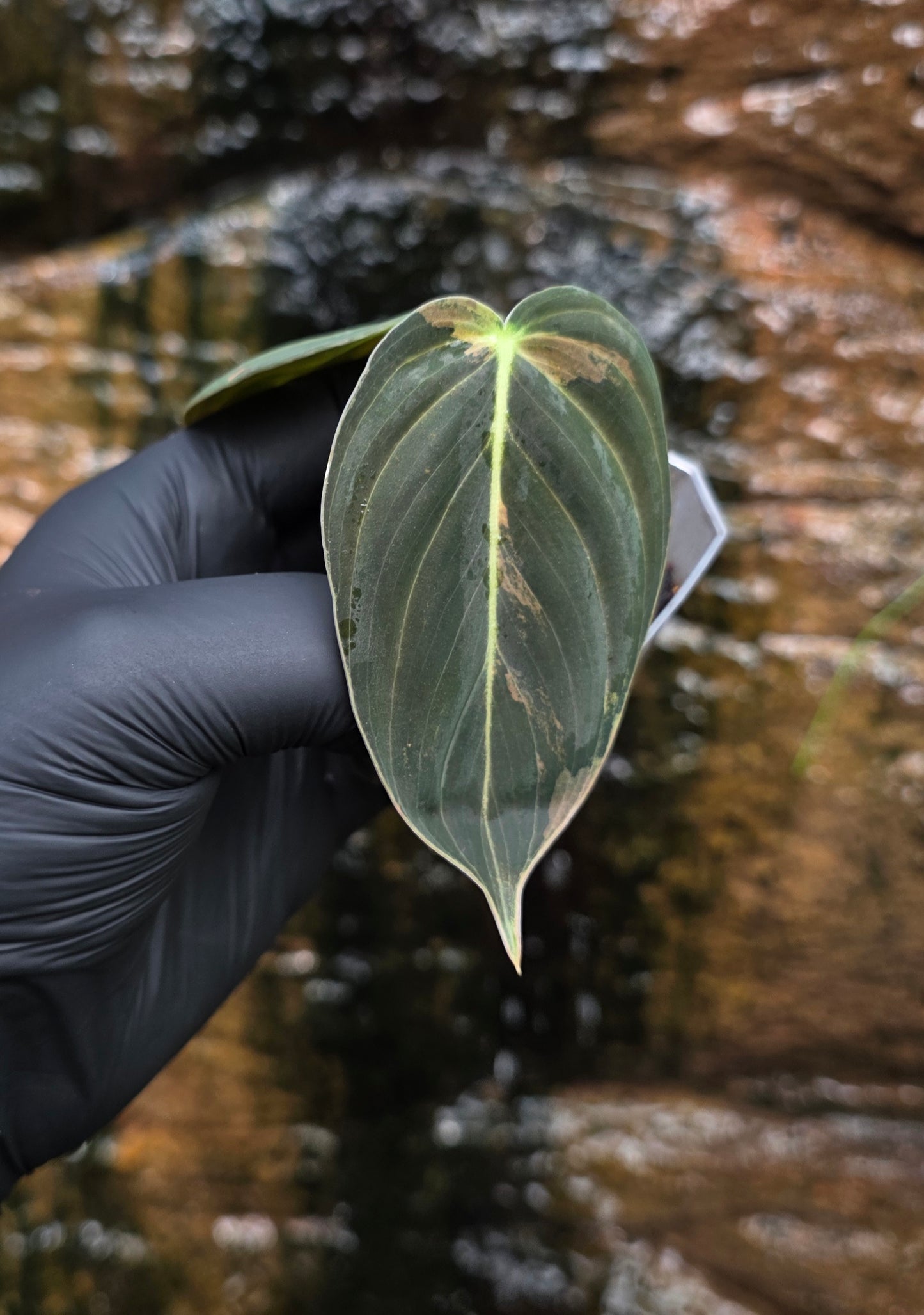Philodendron Melanochrysum variegated