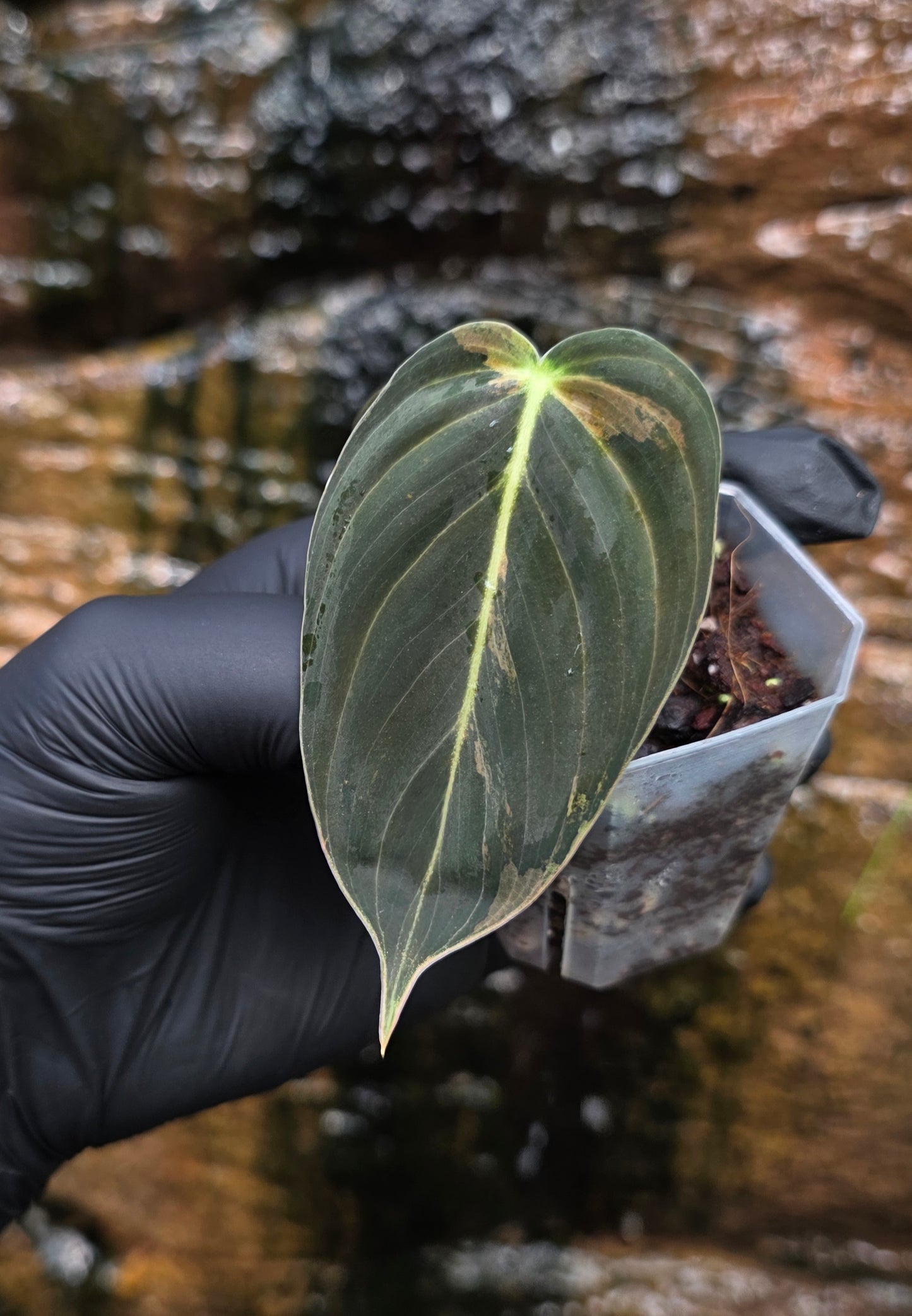 Philodendron Melanochrysum variegated