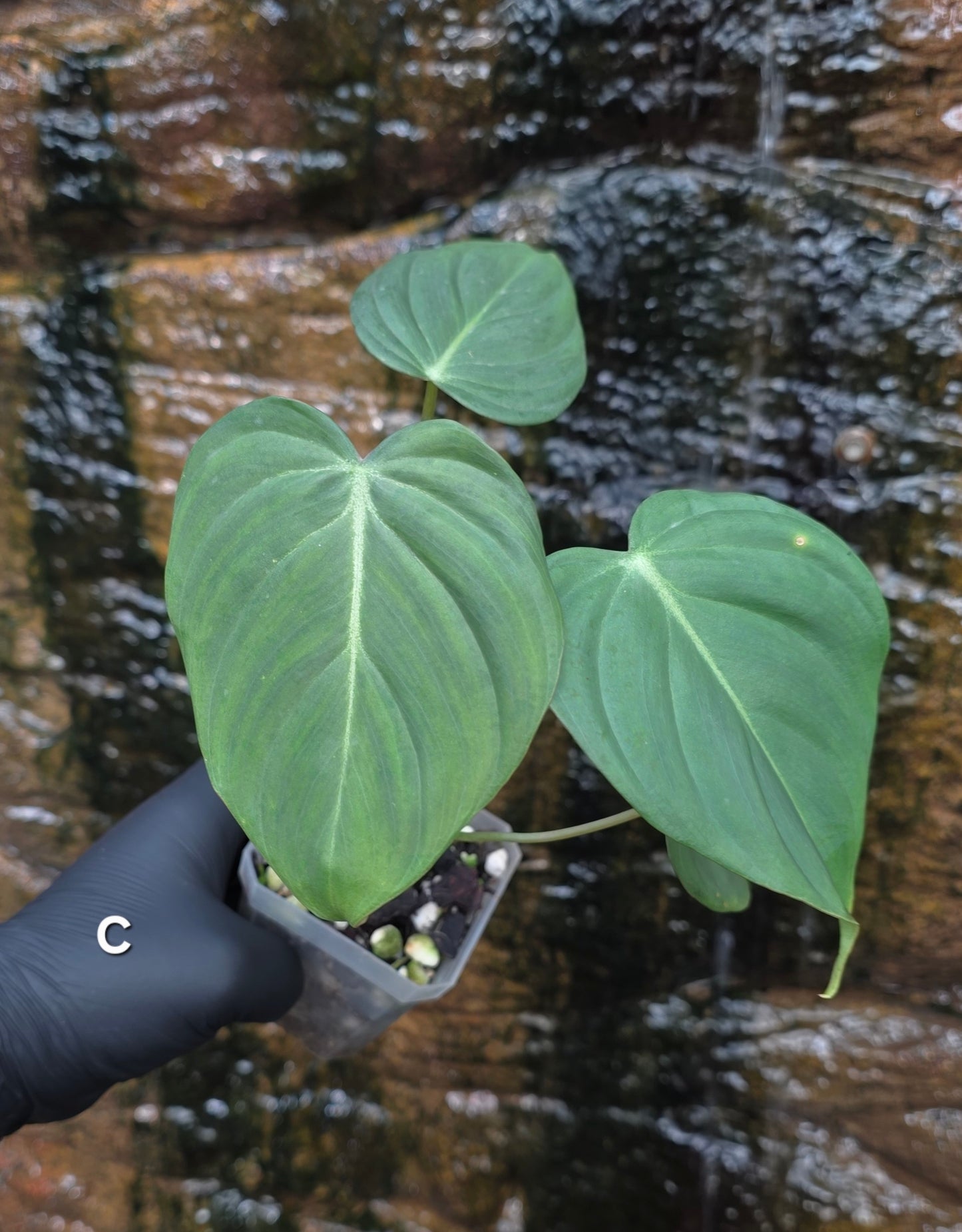 NEW HYBRID* Philodendron Dean McDowell x Glorious