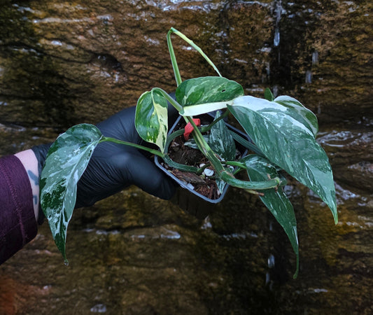 Variegated Epipremnum Pinnatum albo