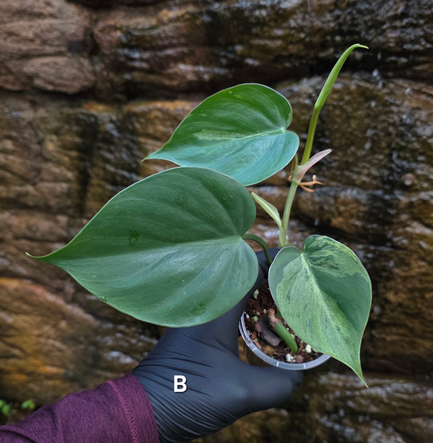 Variegated Philodendron Heart leaf