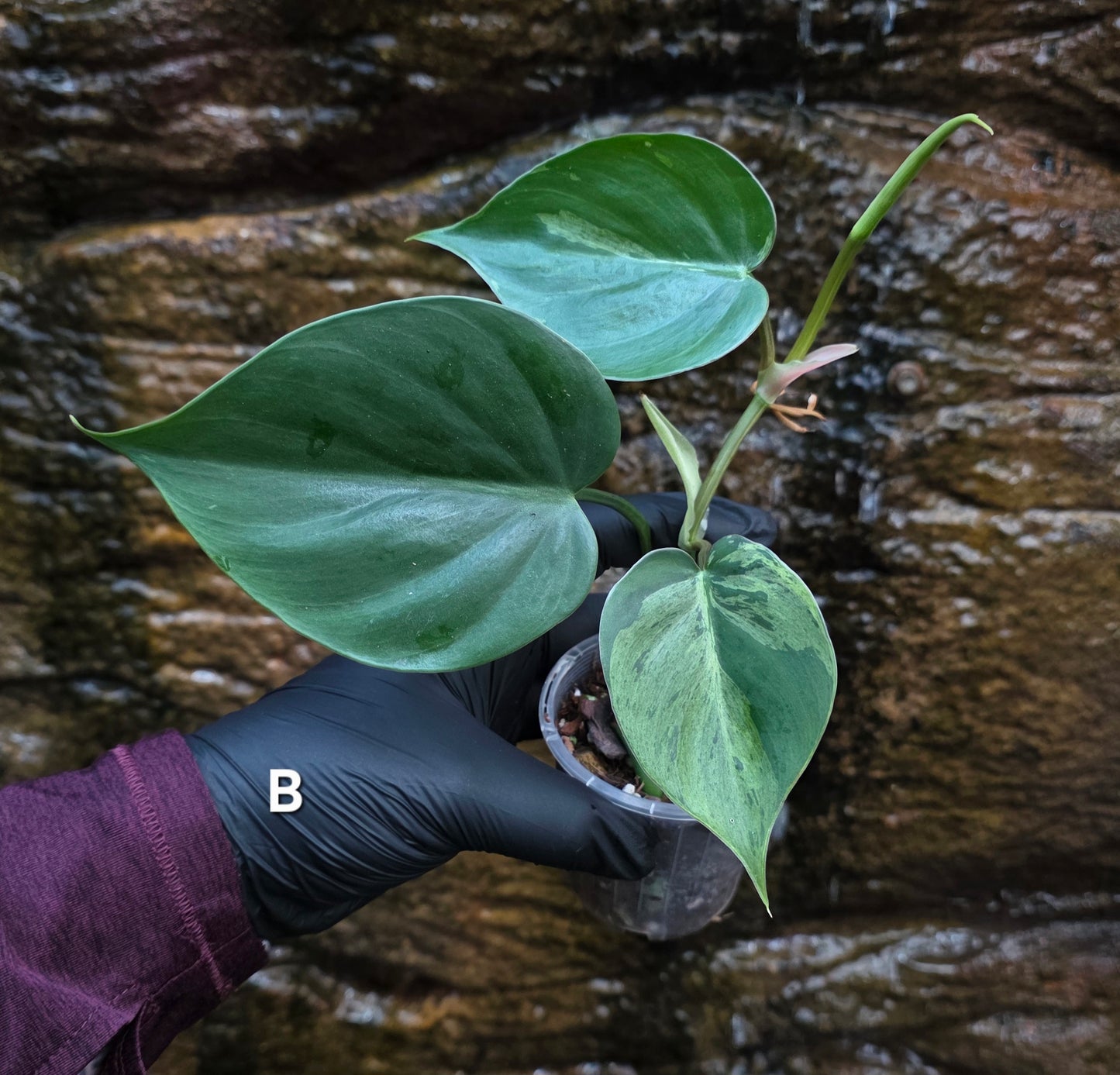 Variegated Philodendron Heart leaf