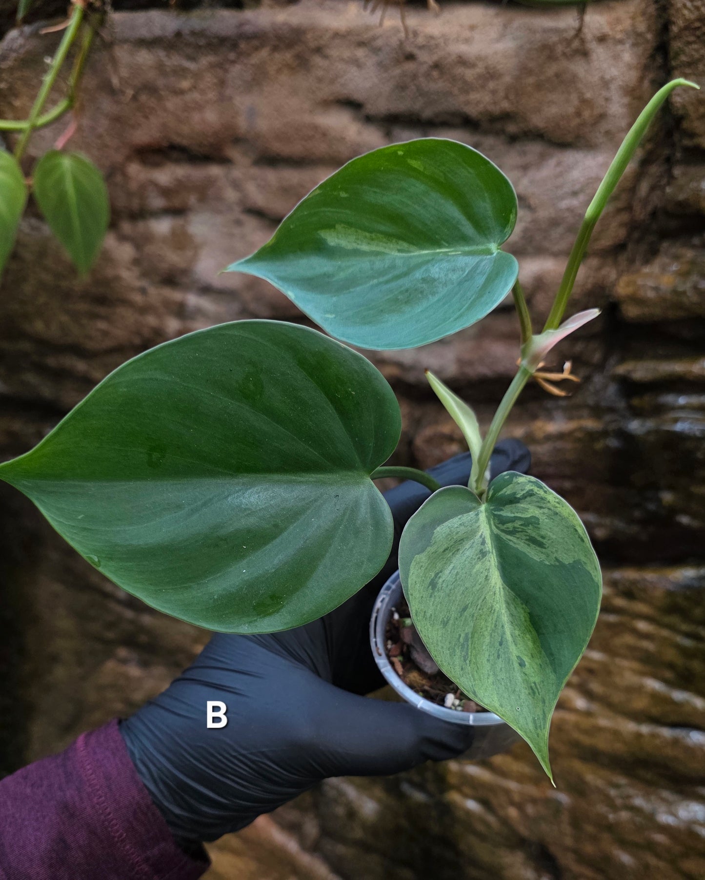 Variegated Philodendron Heart leaf