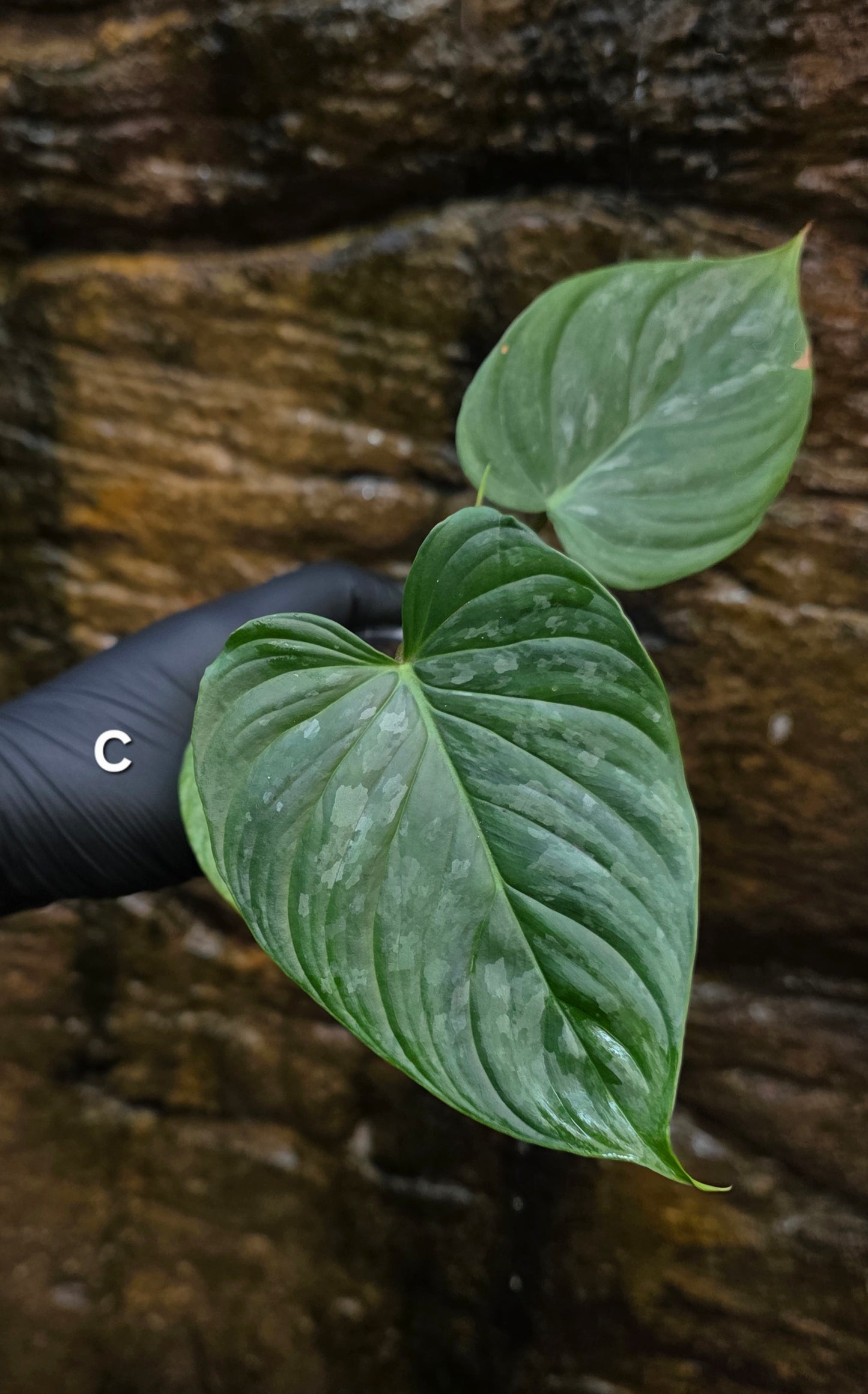 Philodendron Majestic