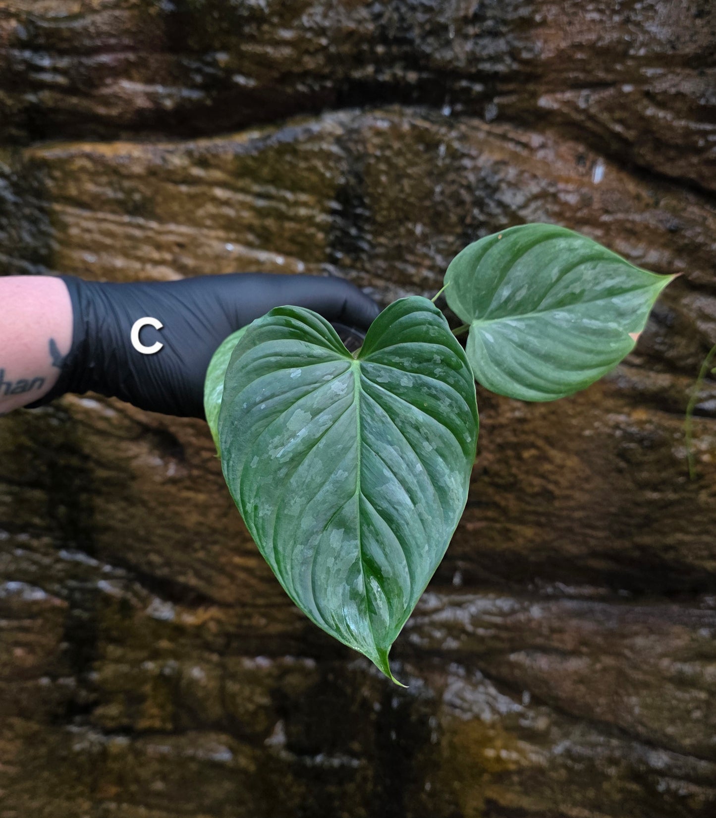 Philodendron Majestic