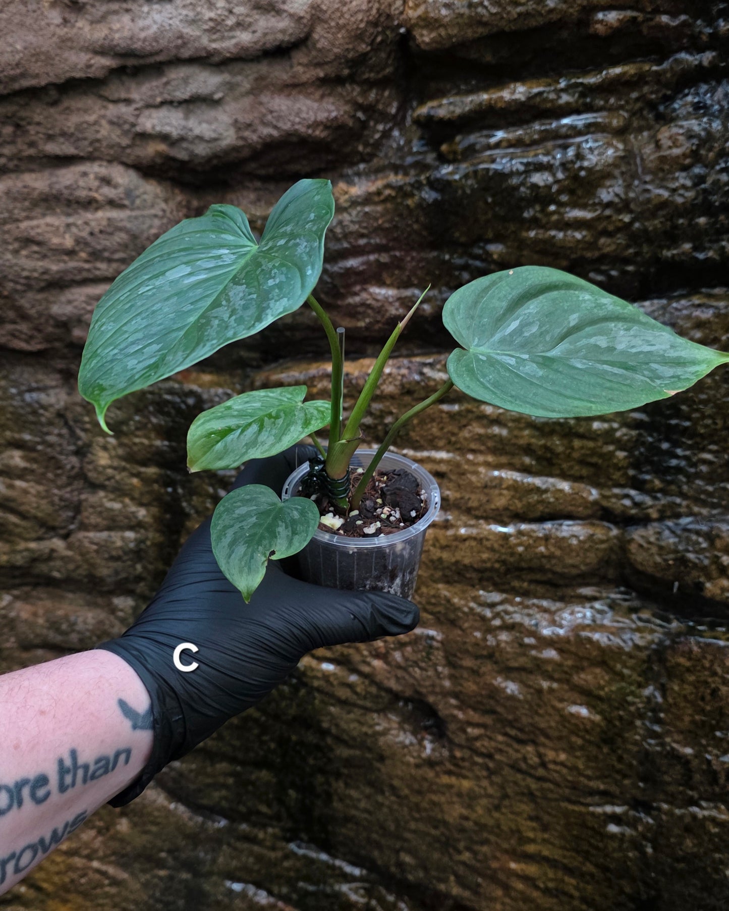 Philodendron Majestic