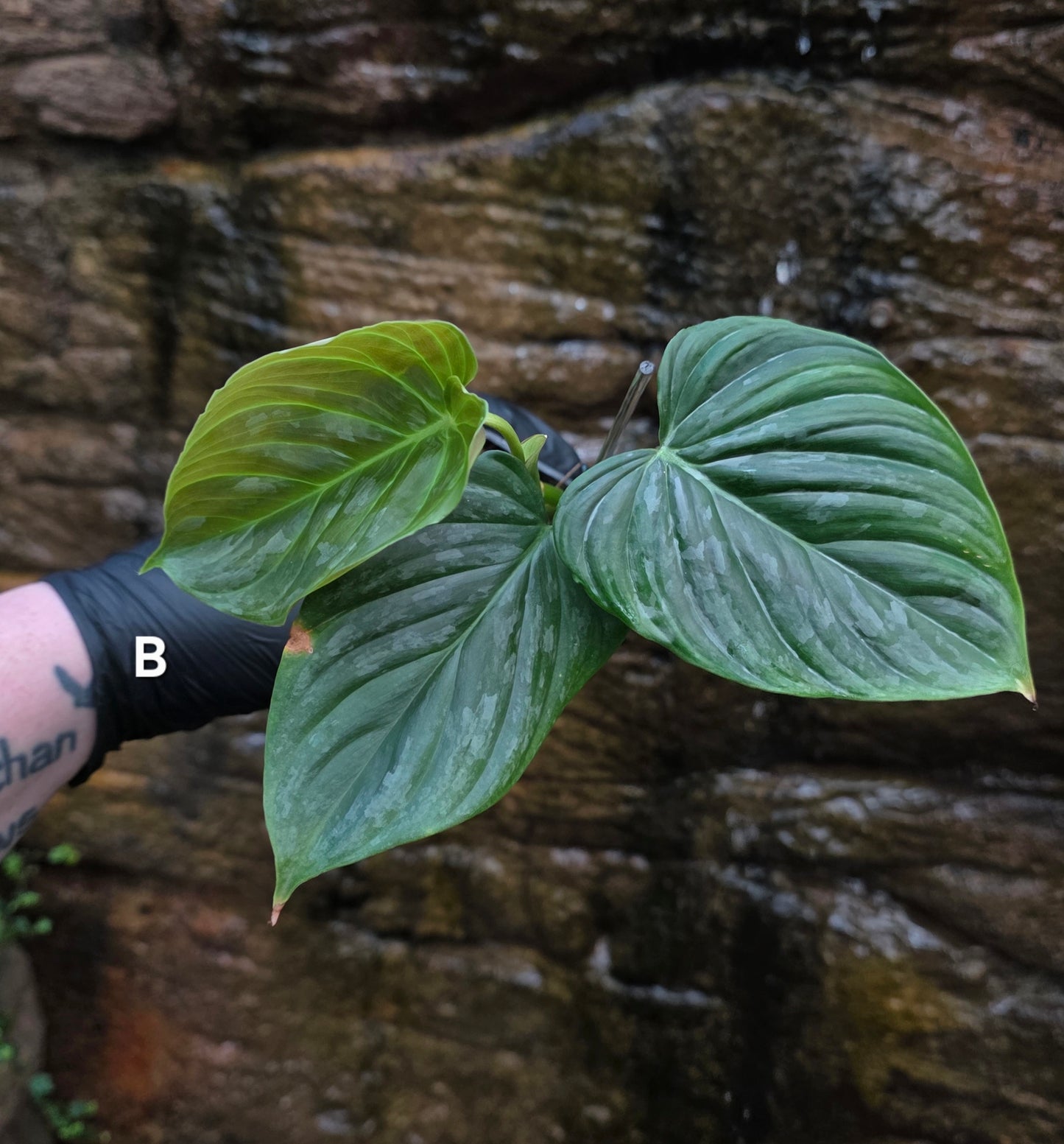 Philodendron Majestic