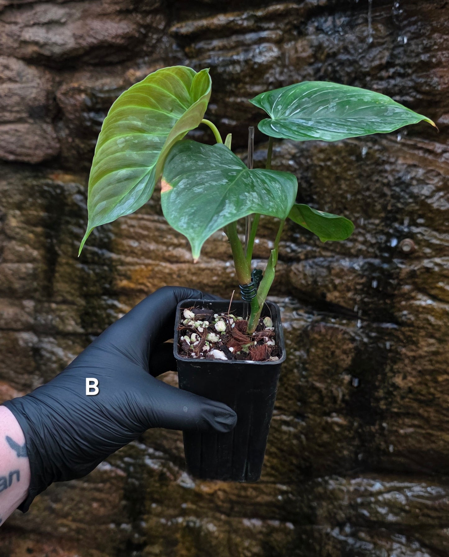 Philodendron Majestic