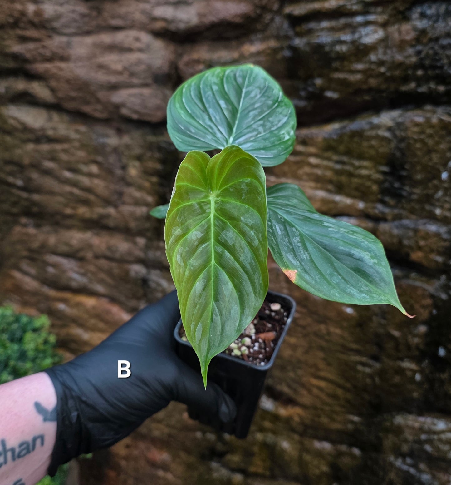 Philodendron Majestic