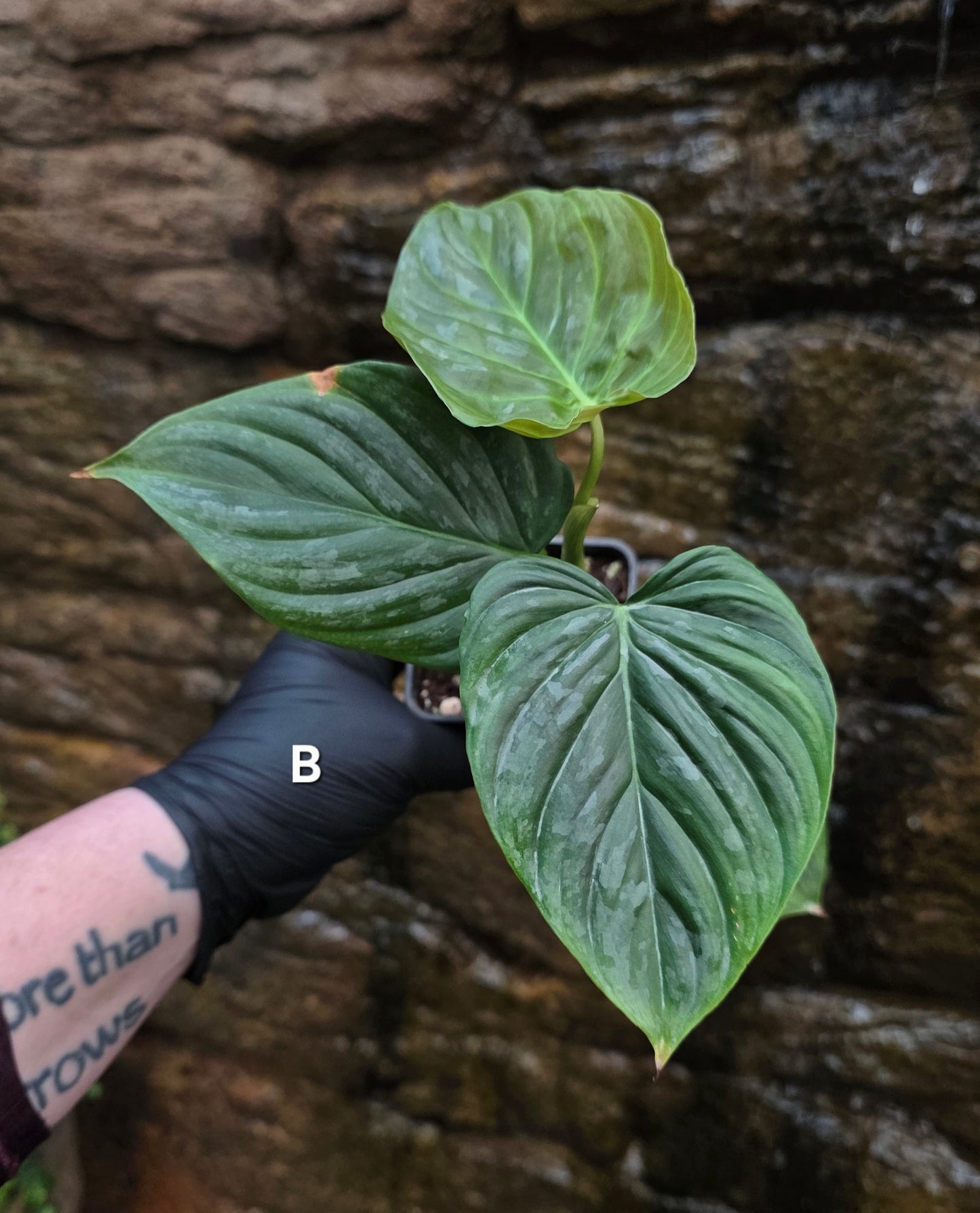 Philodendron Majestic