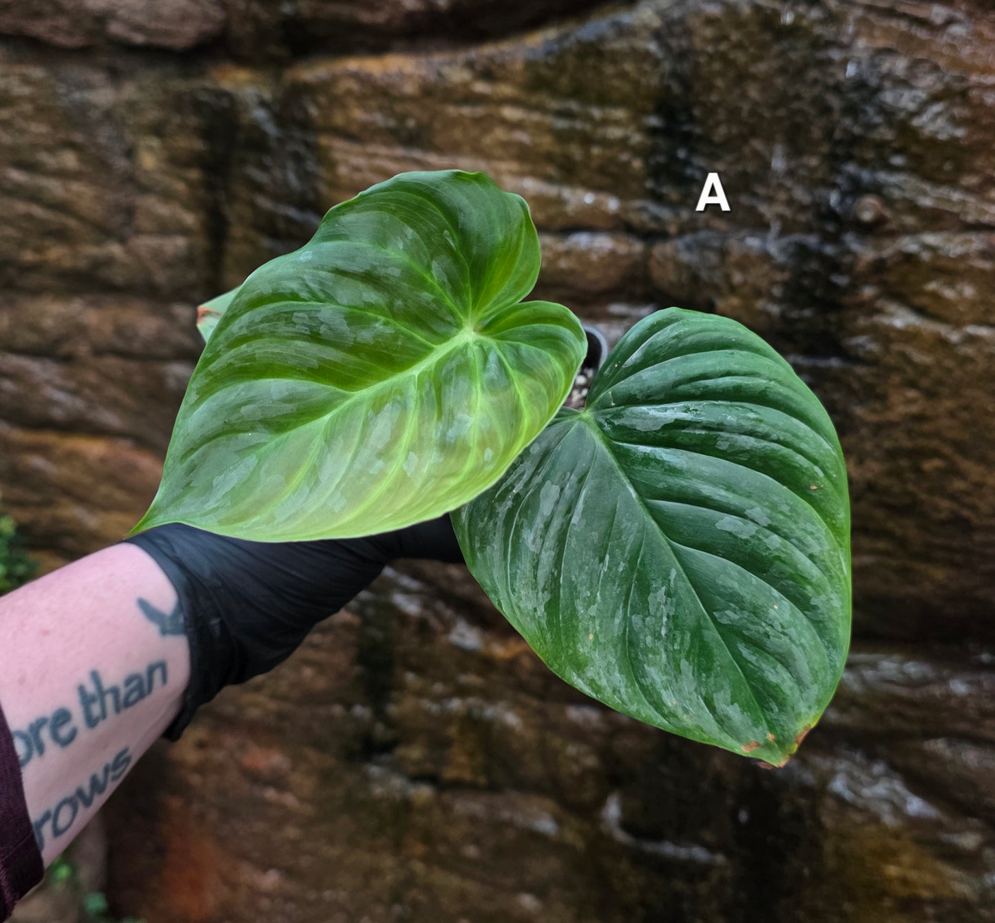 Philodendron Majestic