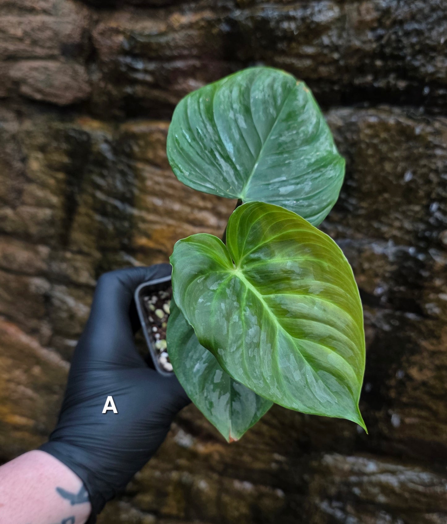 Philodendron Majestic