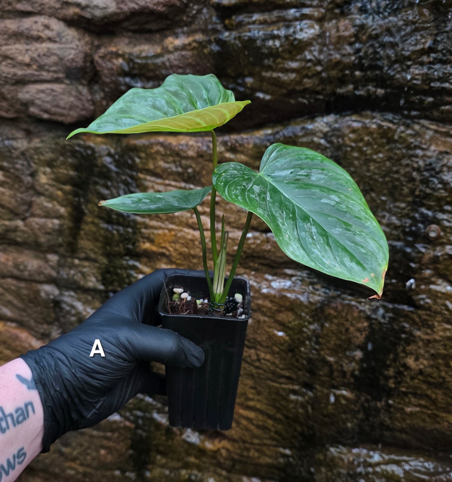 Philodendron Majestic