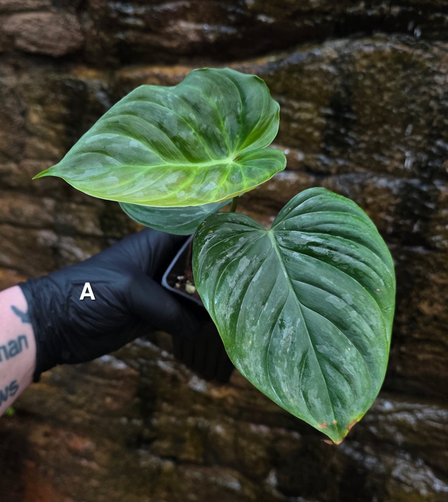Philodendron Majestic