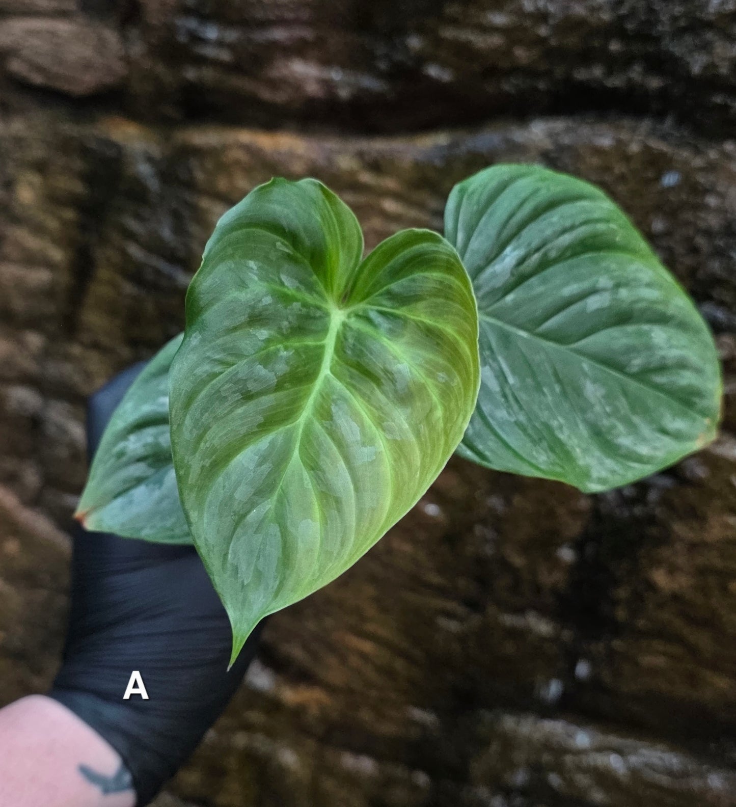 Philodendron Majestic