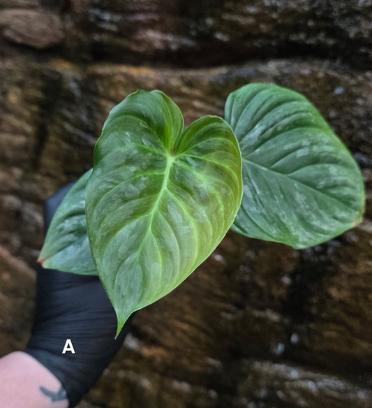 Philodendron Majestic