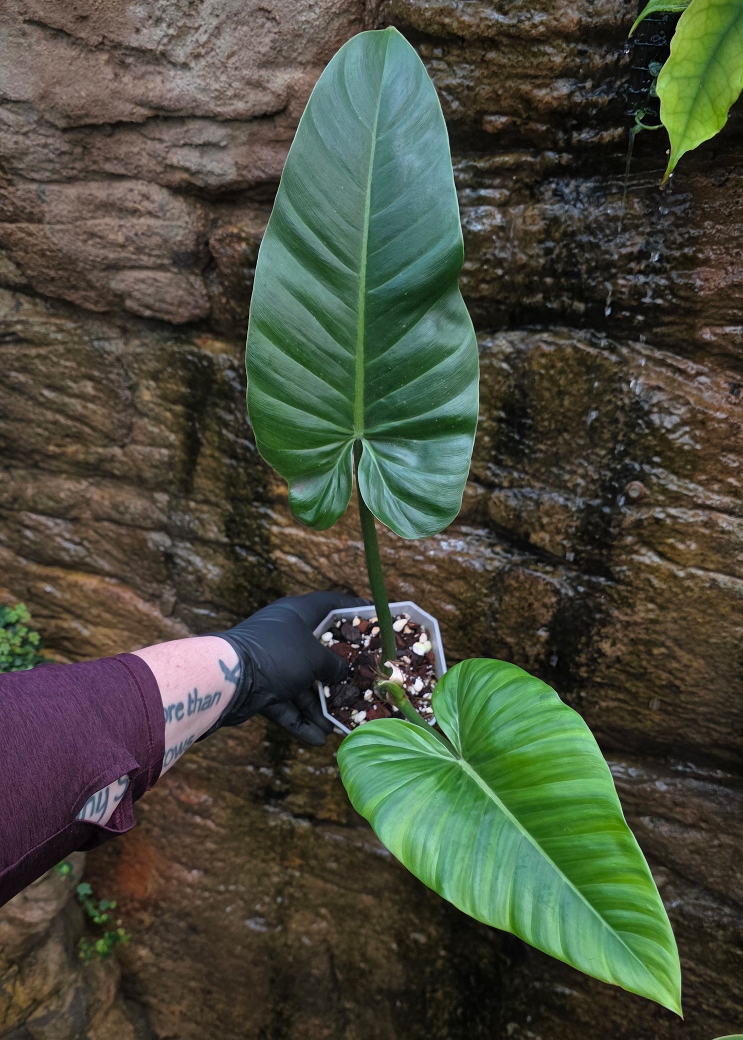 Philodendron Subhastatum