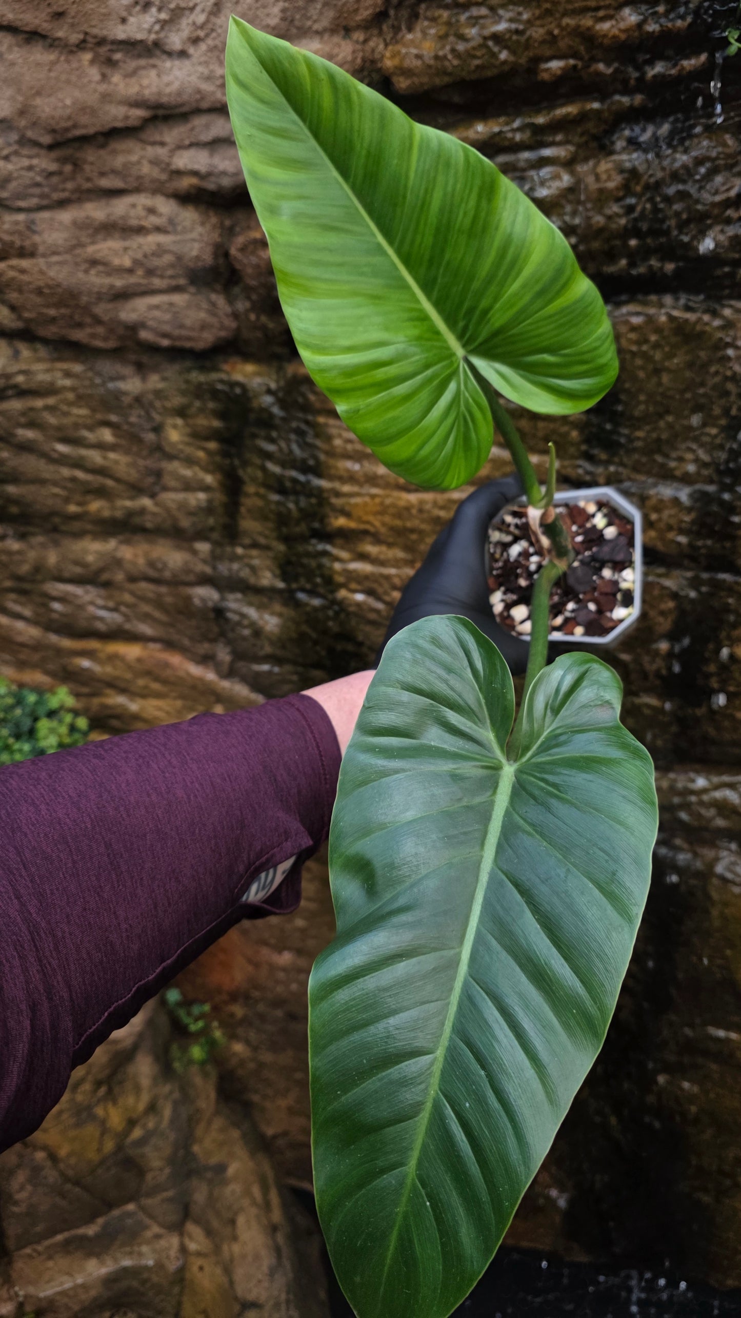 Philodendron Subhastatum