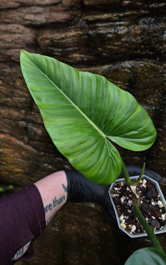 Philodendron Subhastatum