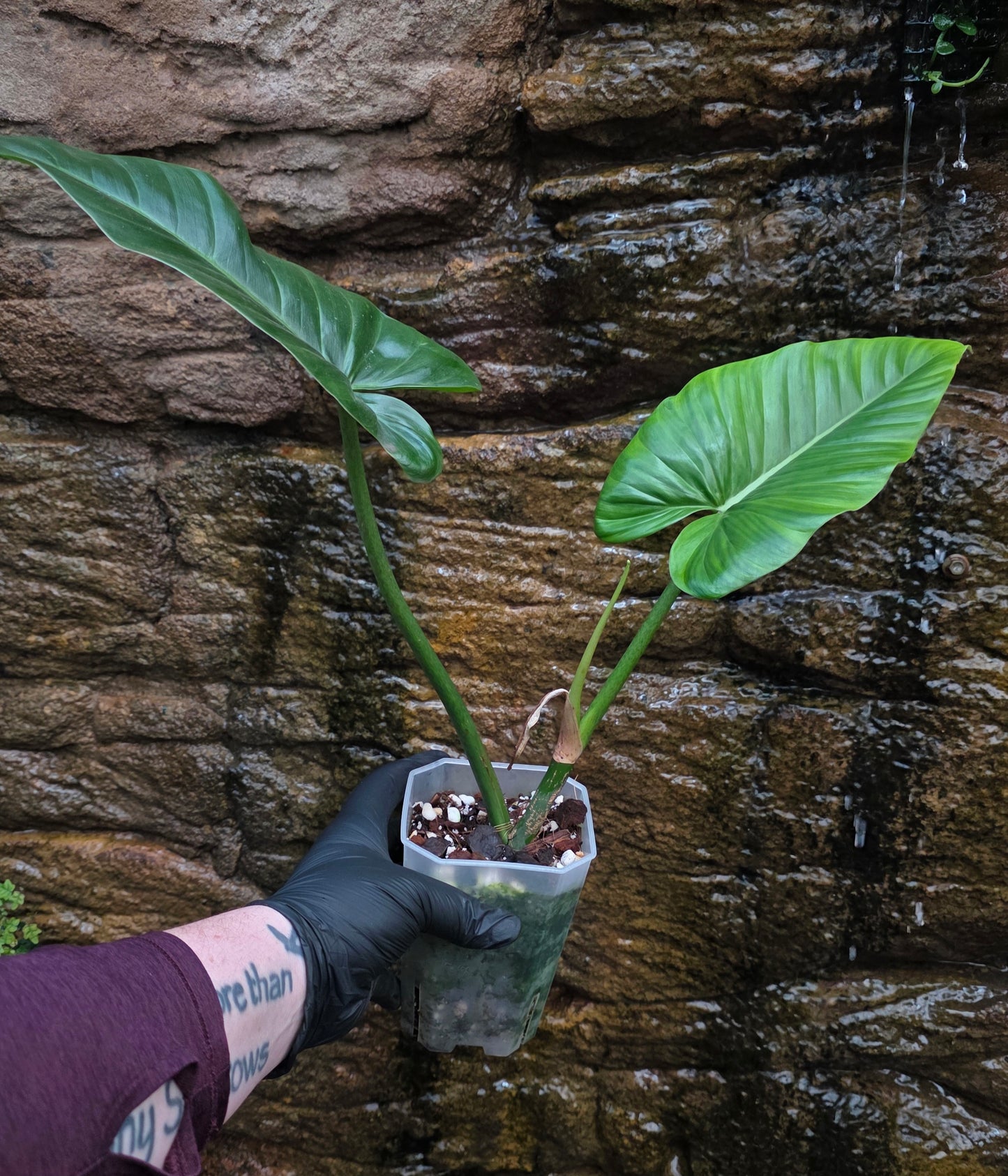 Philodendron Subhastatum