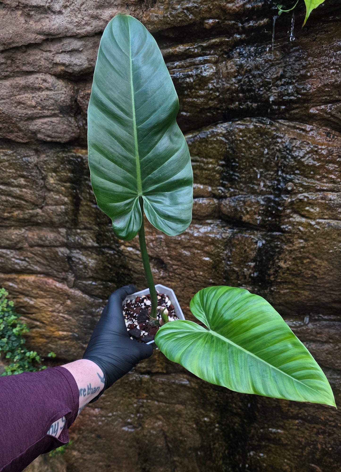 Philodendron Subhastatum