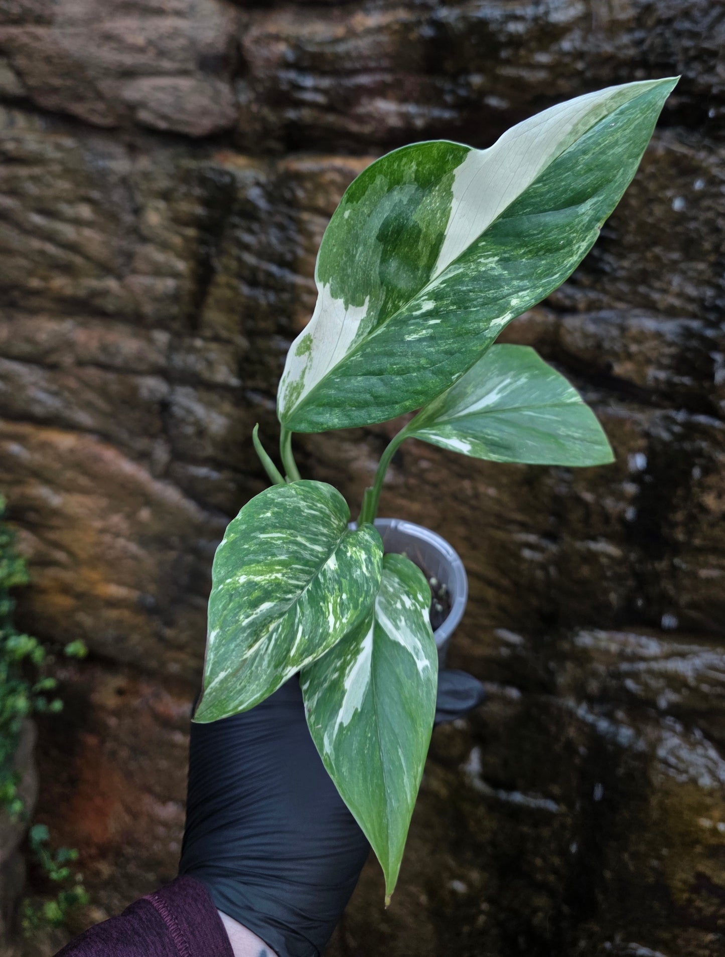 Variegated Monstera lechleriana