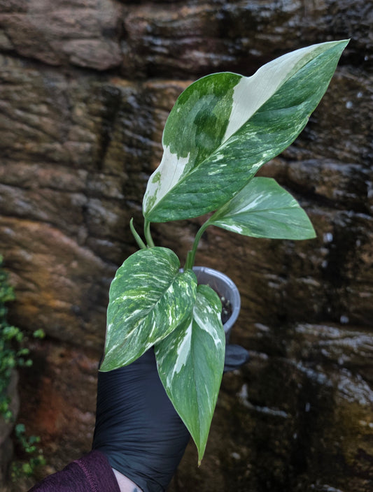 Variegated Monstera lechleriana
