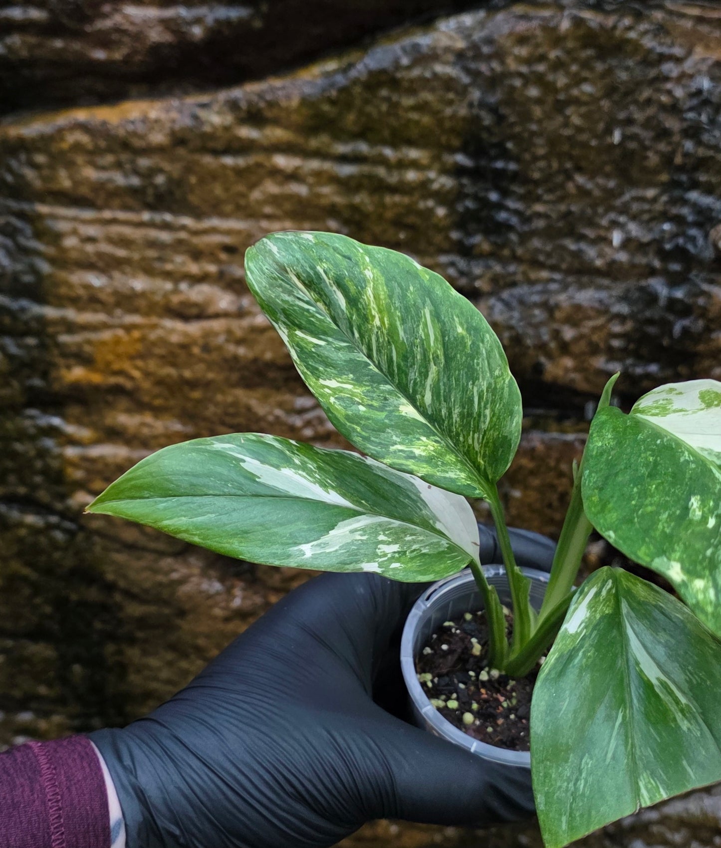 Variegated Monstera lechleriana