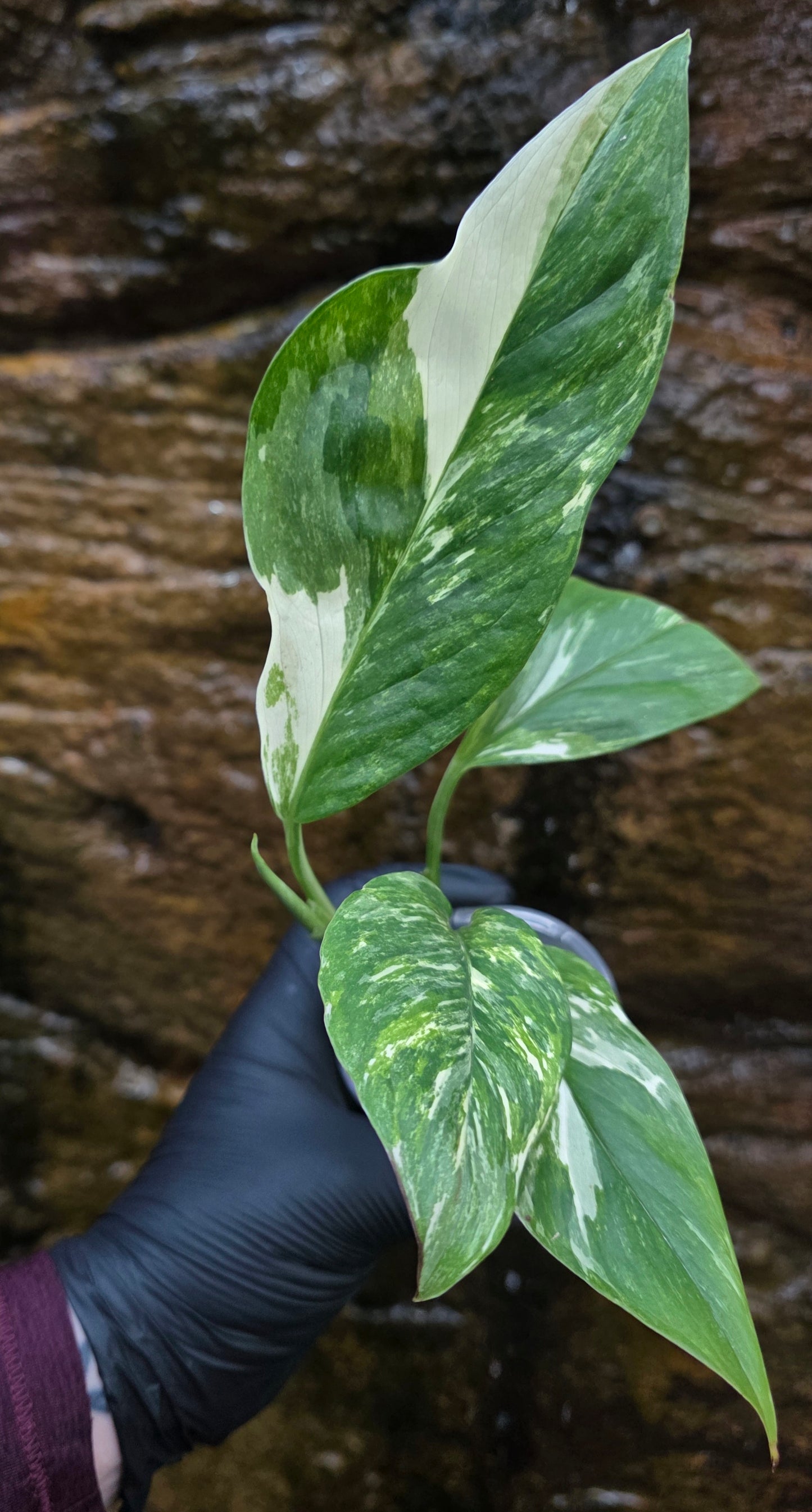 Variegated Monstera lechleriana