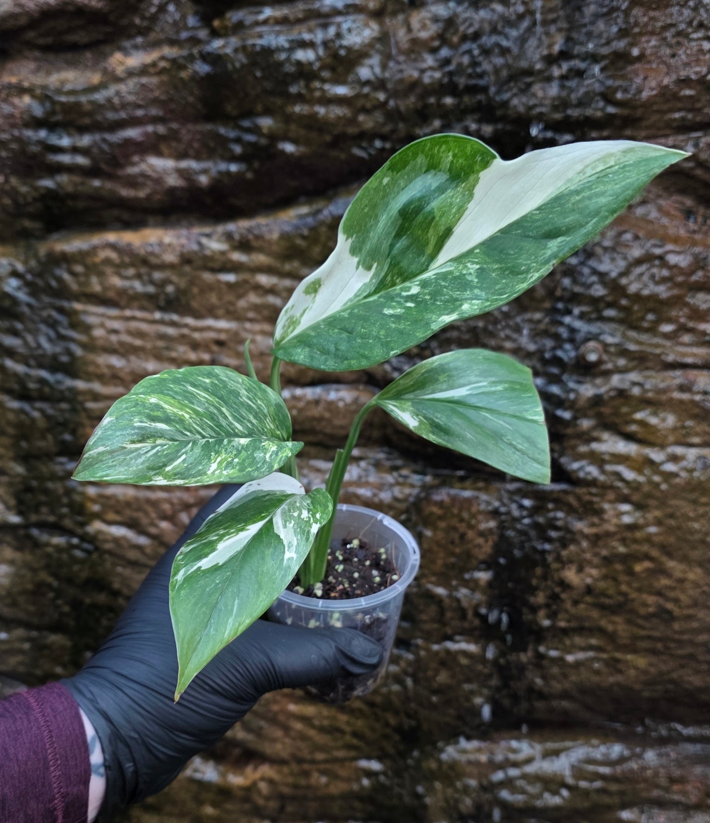 Variegated Monstera lechleriana