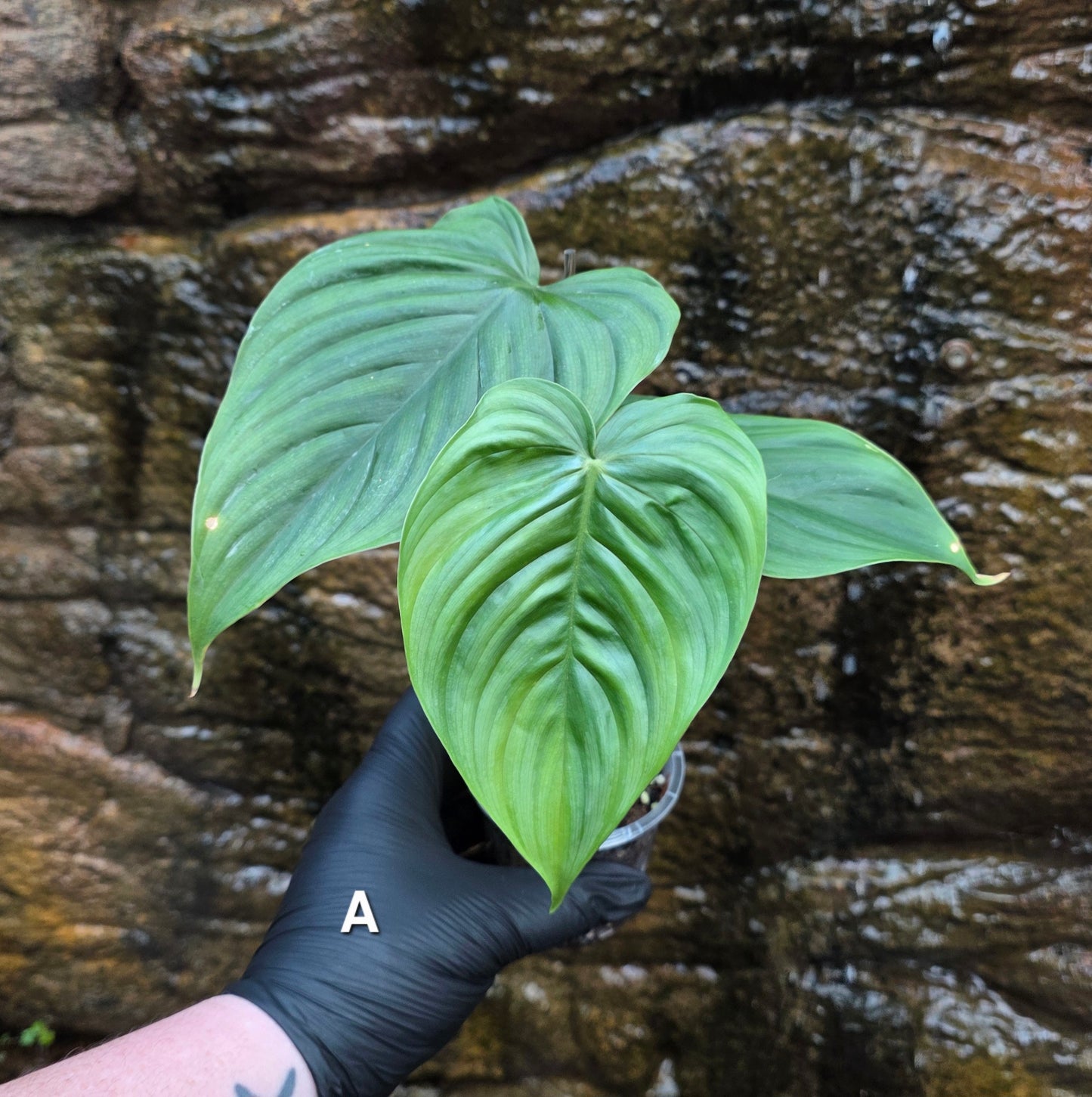 Philodendron Plowmanii x Tenue