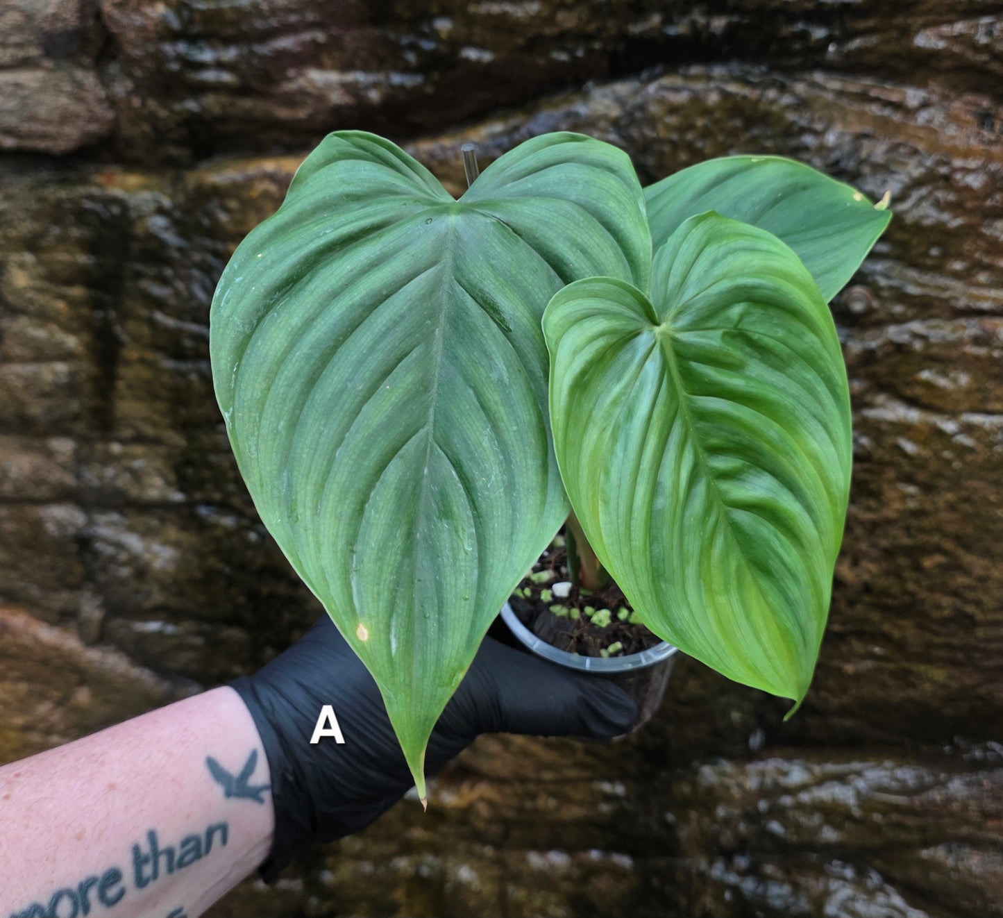 Philodendron Plowmanii x Tenue