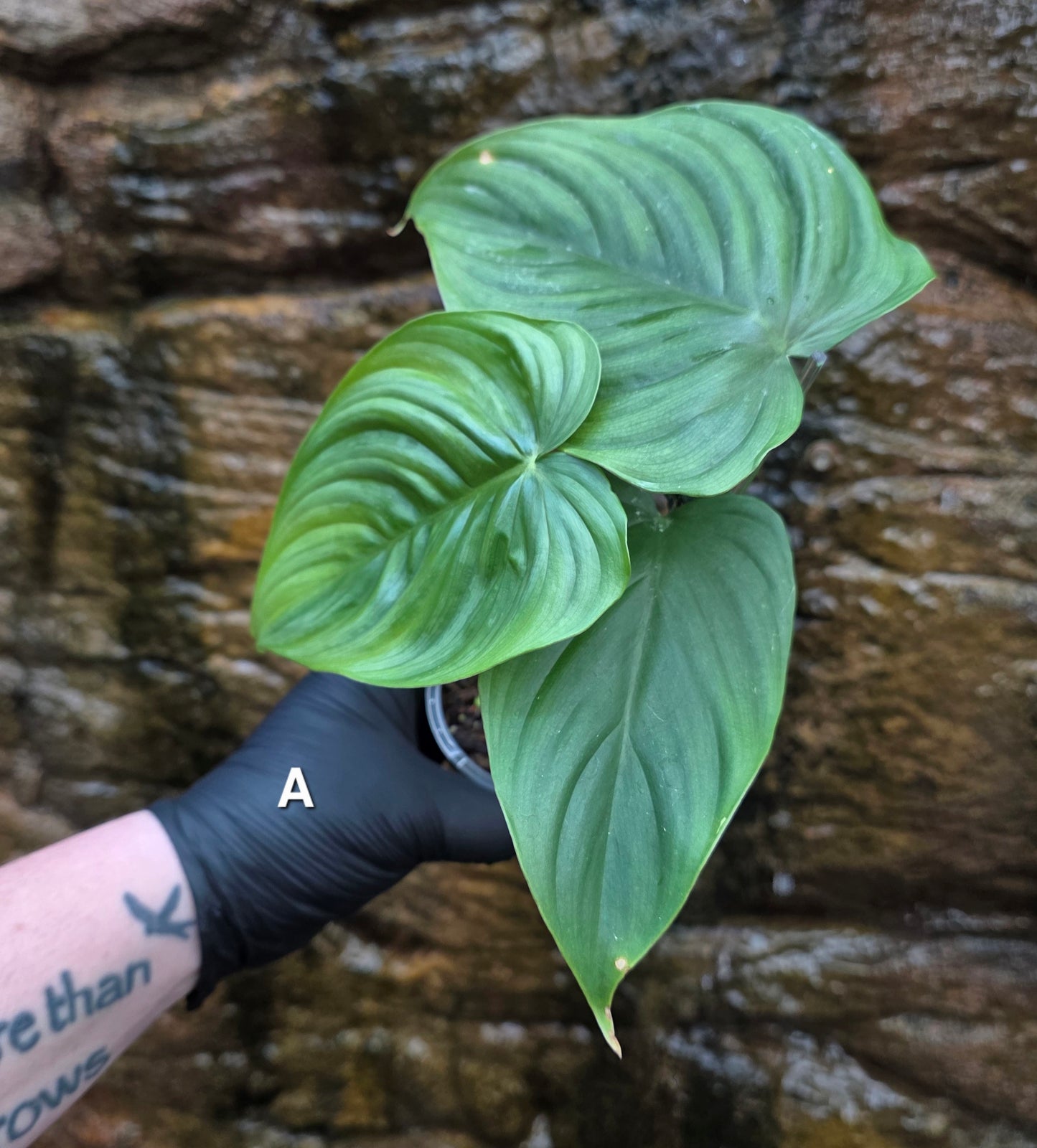 Philodendron Plowmanii x Tenue