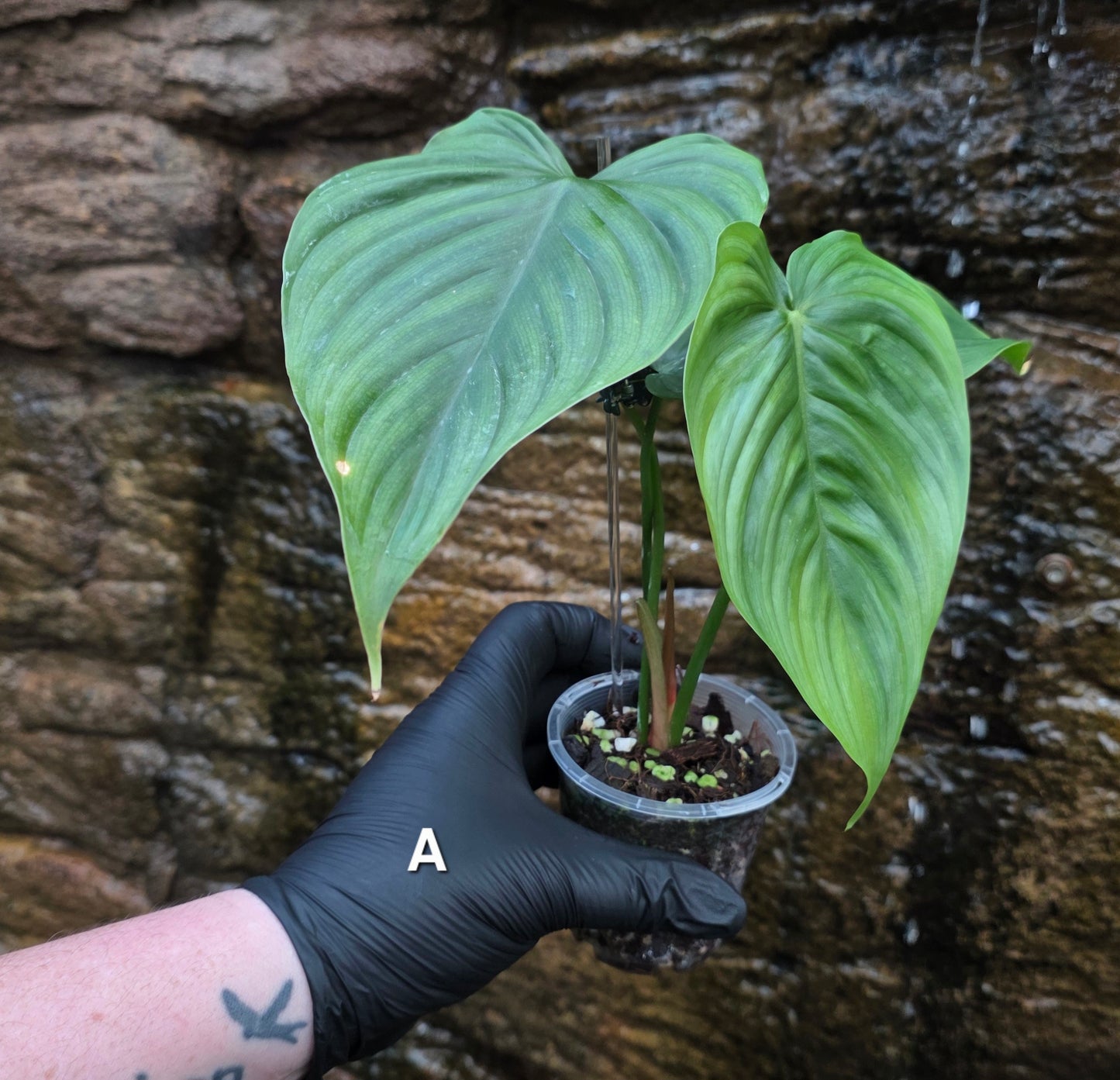 Philodendron Plowmanii x Tenue