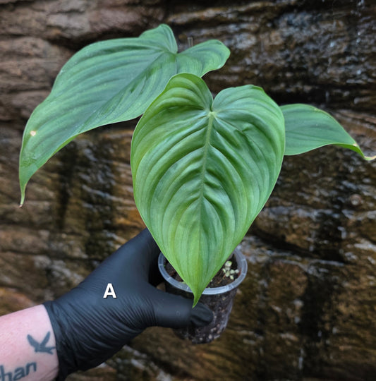 Philodendron Plowmanii x Tenue