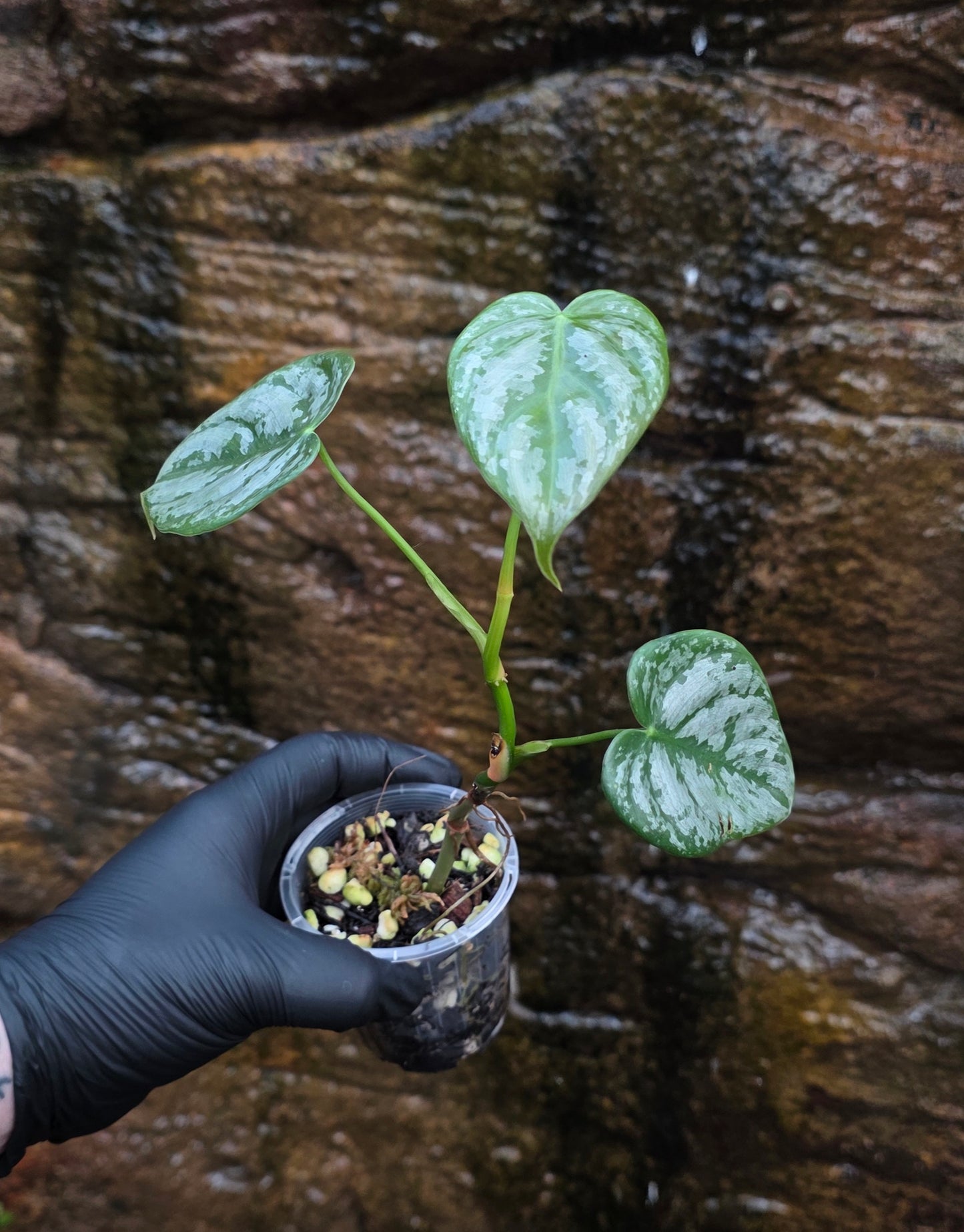 Philodendron Brandtianum