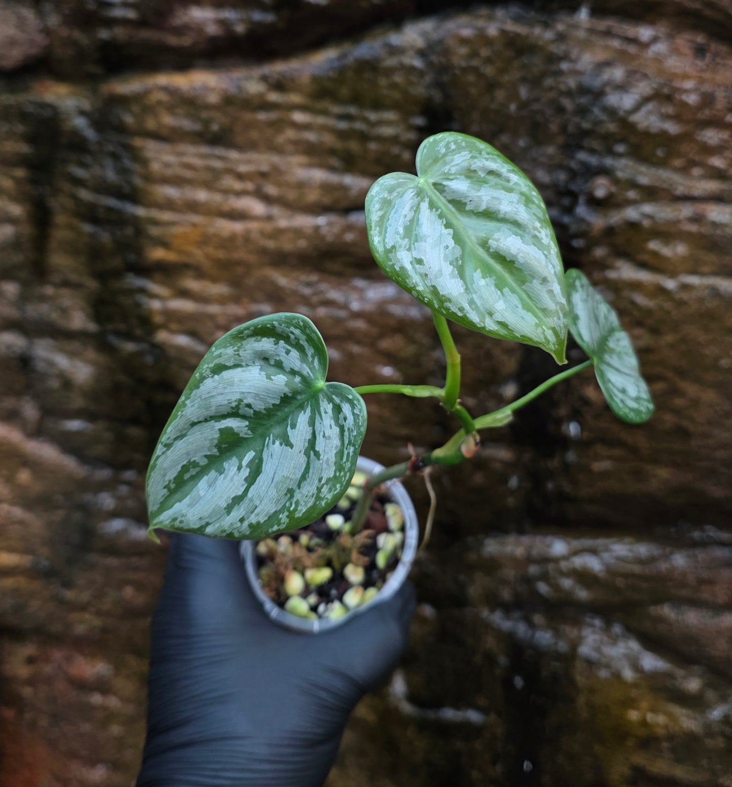 Philodendron Brandtianum