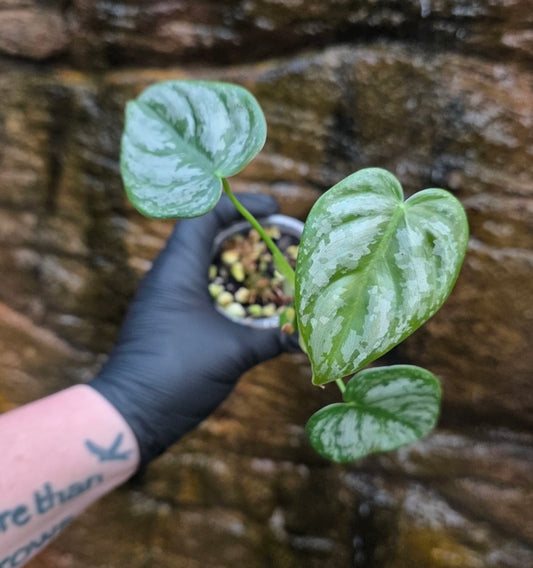 Philodendron Brandtianum