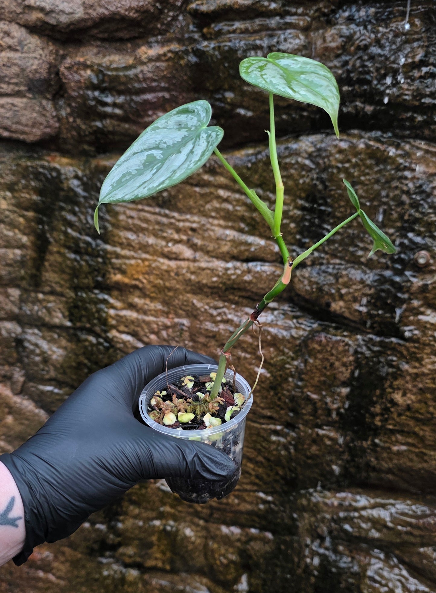 Philodendron Brandtianum
