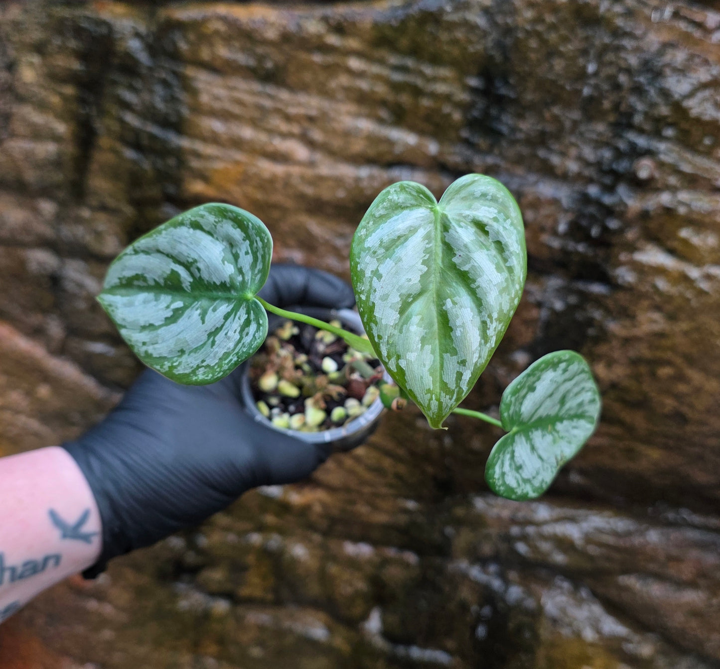 Philodendron Brandtianum