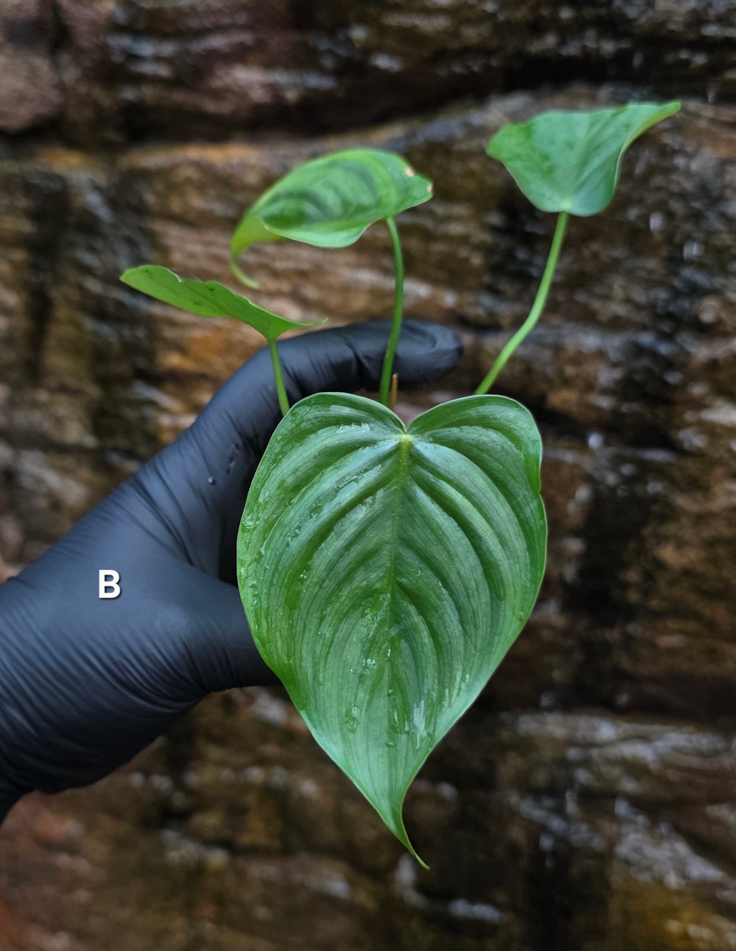 Philodendron Plowmanii x Tenue