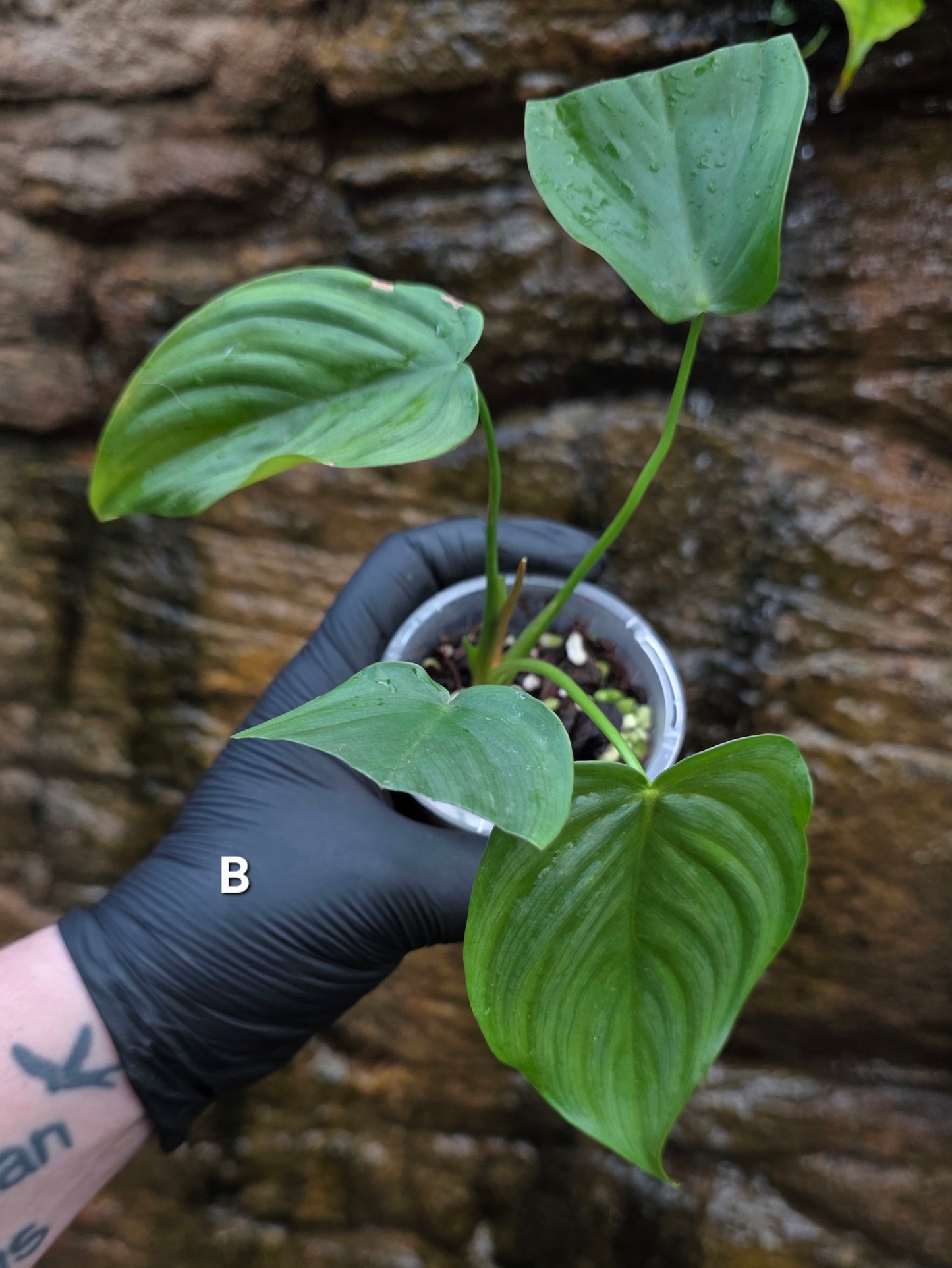 Philodendron Plowmanii x Tenue