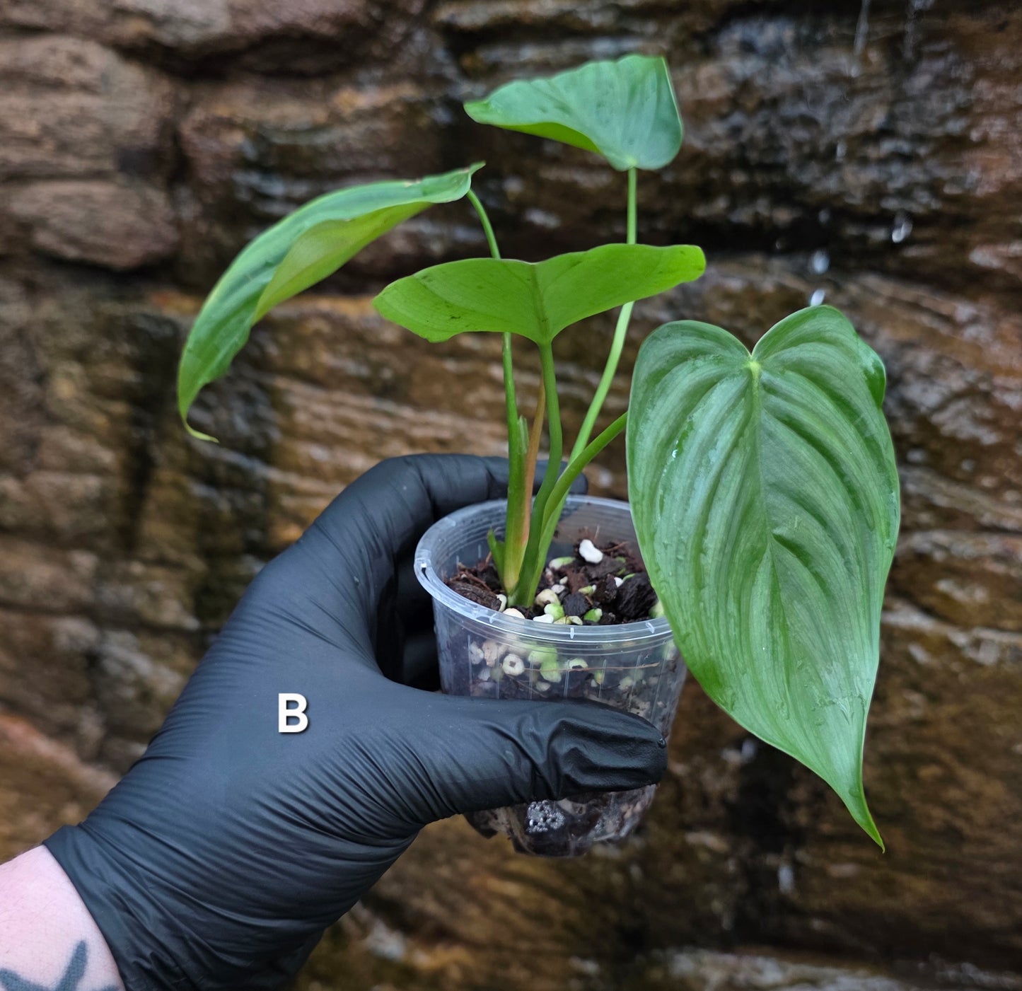 Philodendron Plowmanii x Tenue
